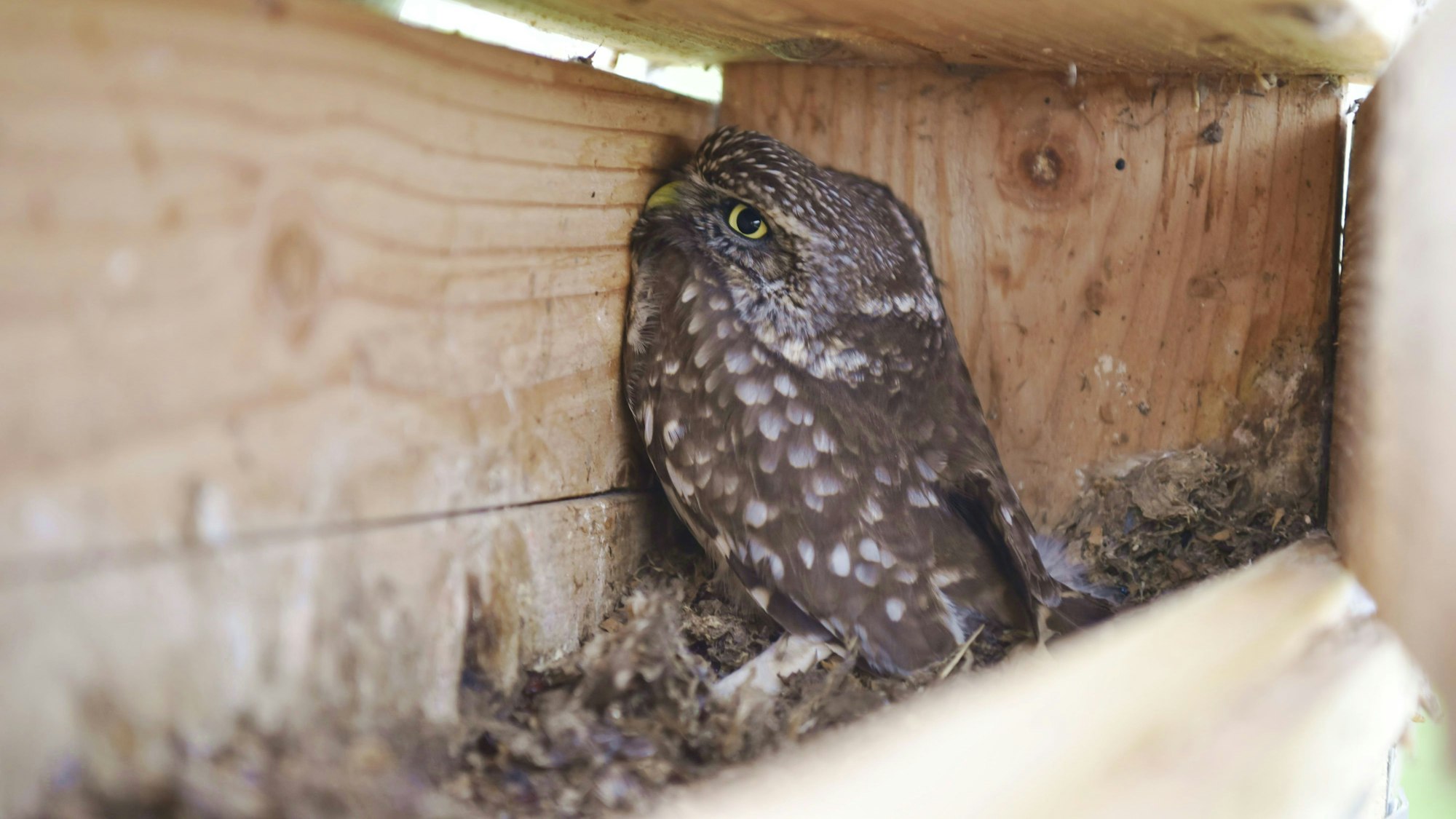 Ein Kauz drängt sich in die Ecke eines Nistkastens.