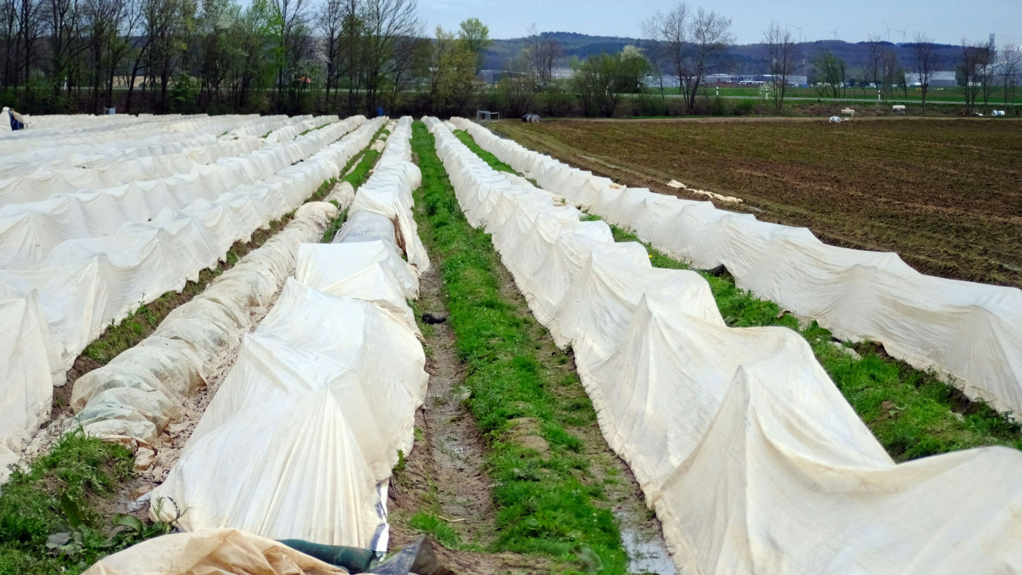 Die Dämme, in denen die Spargelpflanzen wachsen, sind mit weißer Folie abgedeckt.