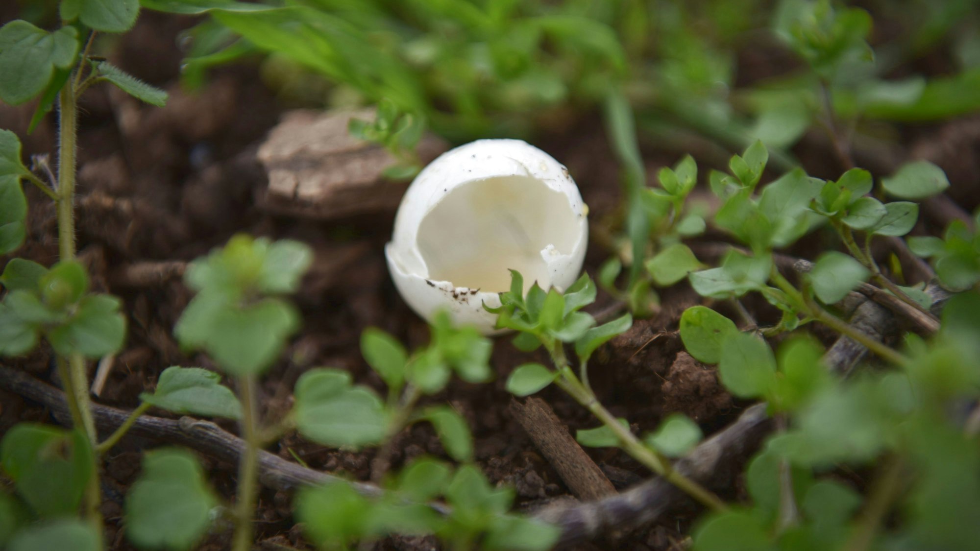 Eierschalen liegen auf dem Boden.
