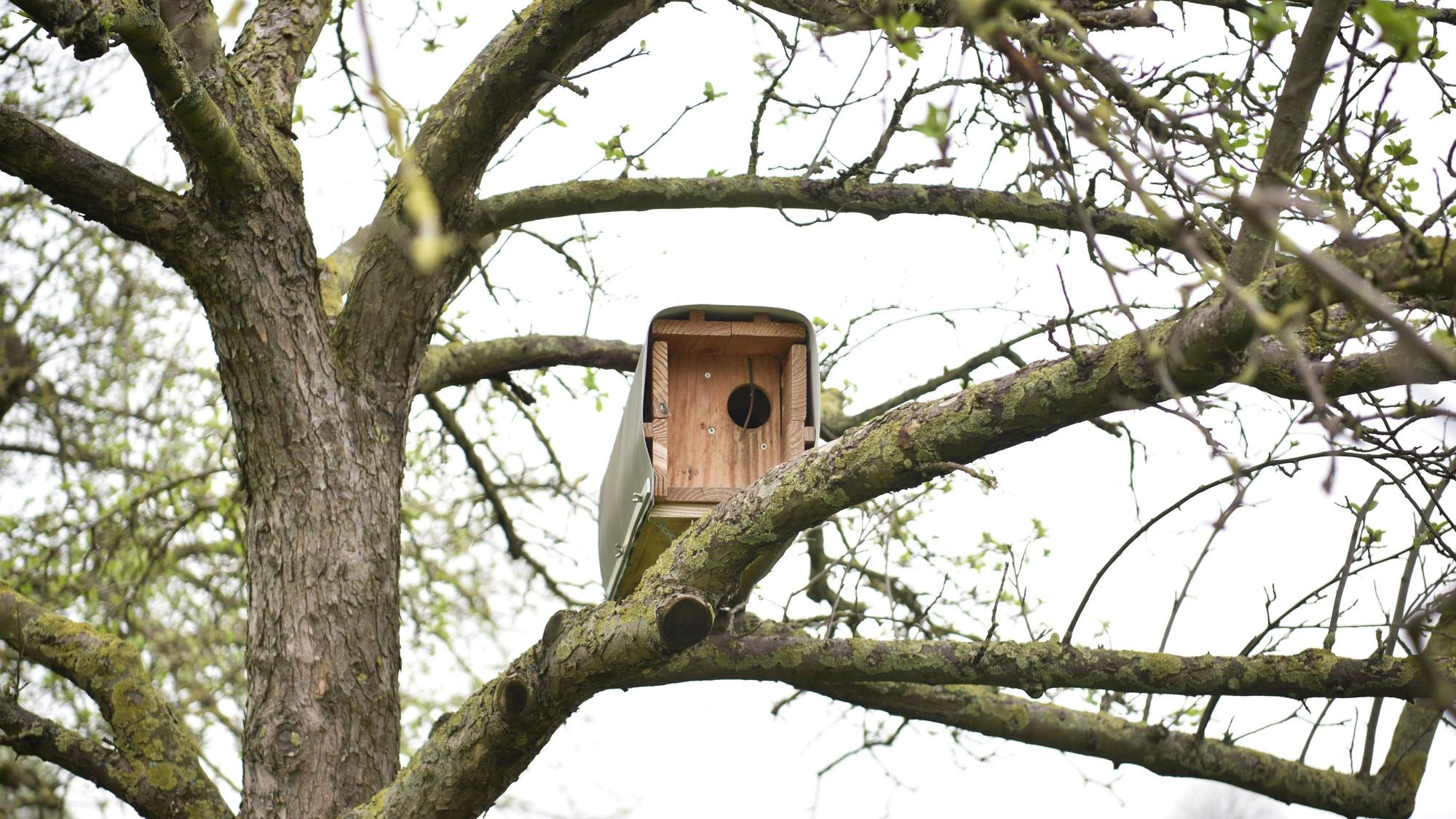Auf dem Ast eines Baumes ist ein Kasten befestigt.