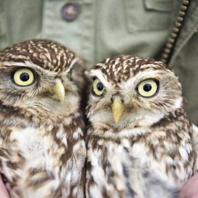 Zwei kleine Eulen sind zu sehen.