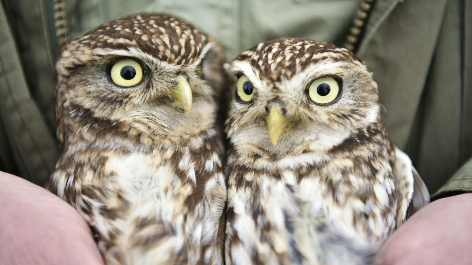 Zwei kleine Eulen sind zu sehen.