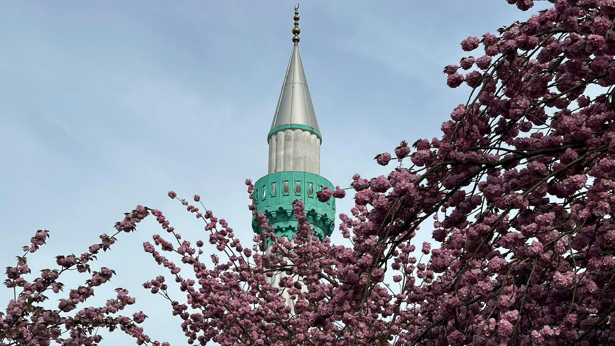 Neben der Moschee in Niederkassel-Ranzel entsteht bald ein Blütenmeer.