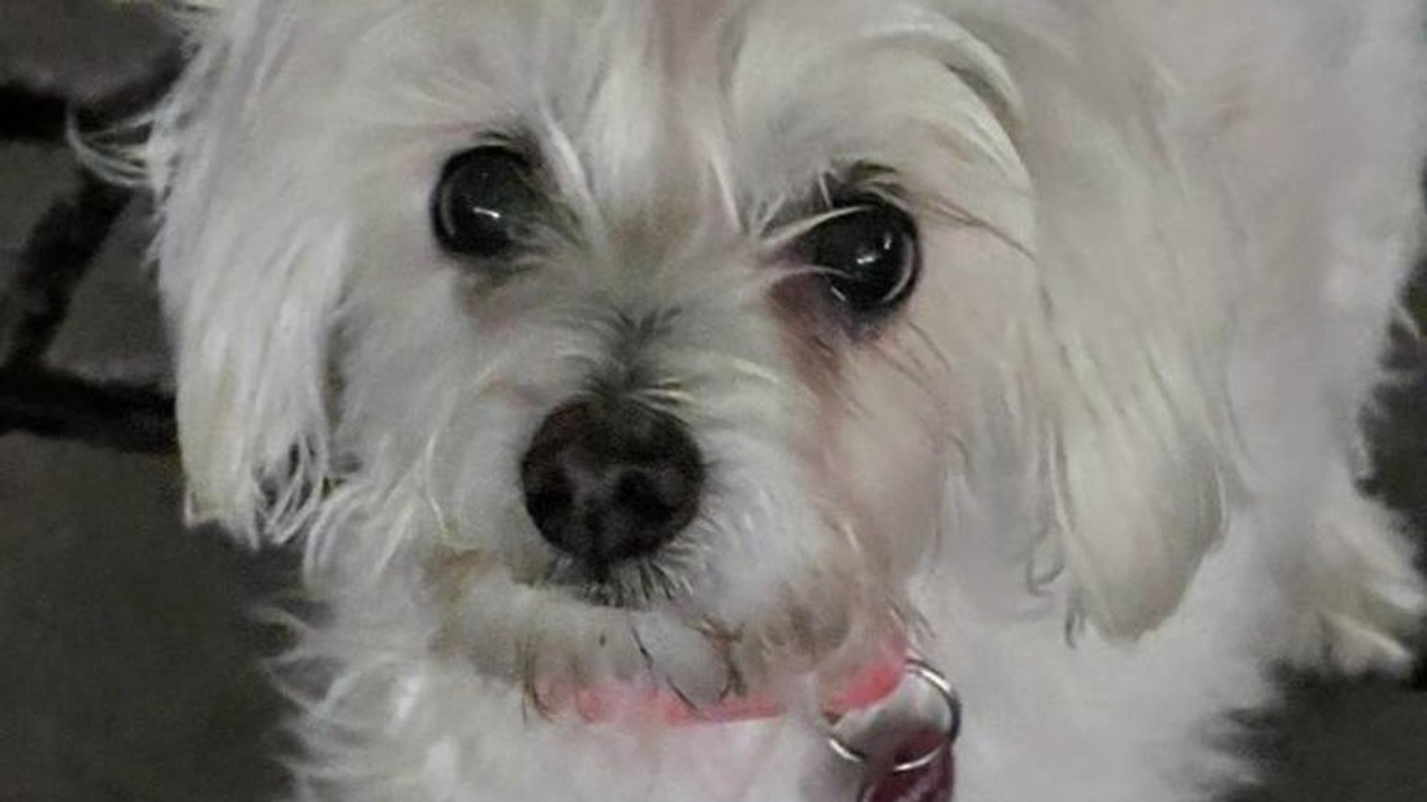 "Chopsy" wurde nur zehn Jahre alt, weil er von einem aggressiven Hund totgebissen wurde. Foto: privat/ Repro: Frank Engel-Strebel