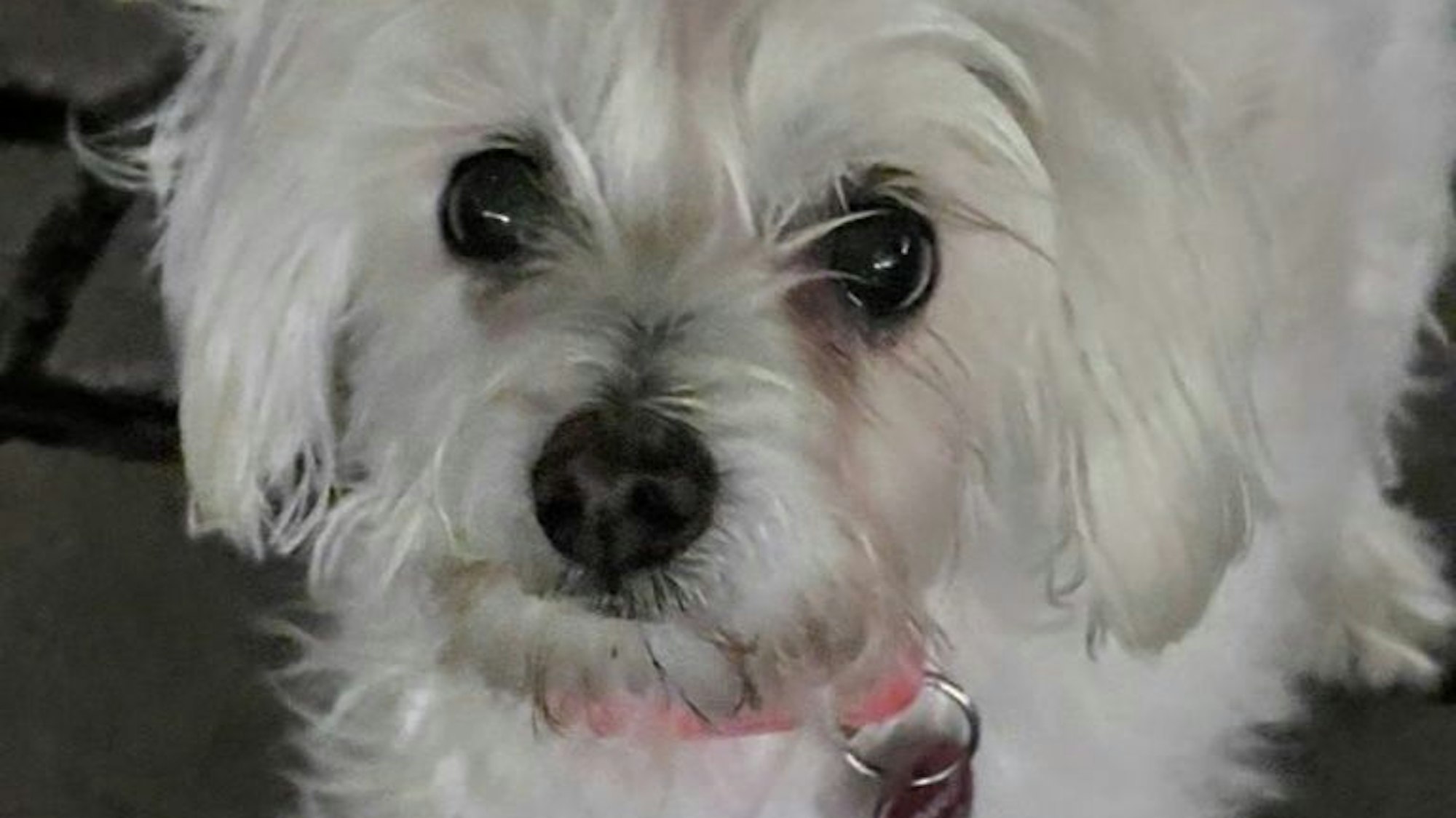 "Chopsy" wurde nur zehn Jahre alt, weil er von einem aggressiven Hund totgebissen wurde. Foto: privat/ Repro: Frank Engel-Strebel