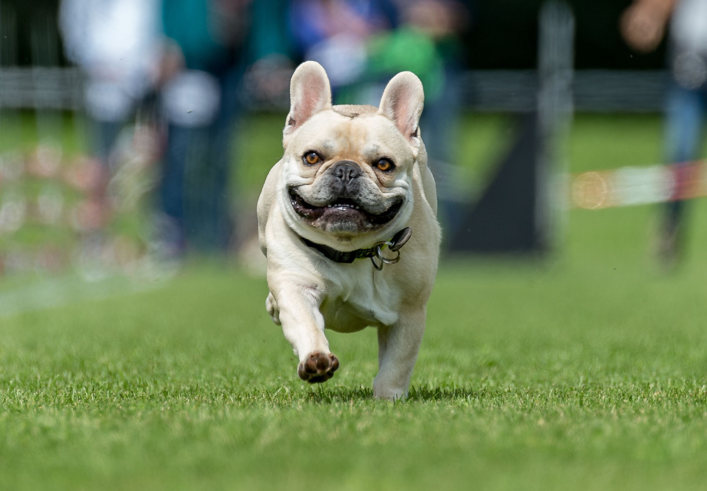 Eine Französische Bulldogge rennt über eine Wiese.