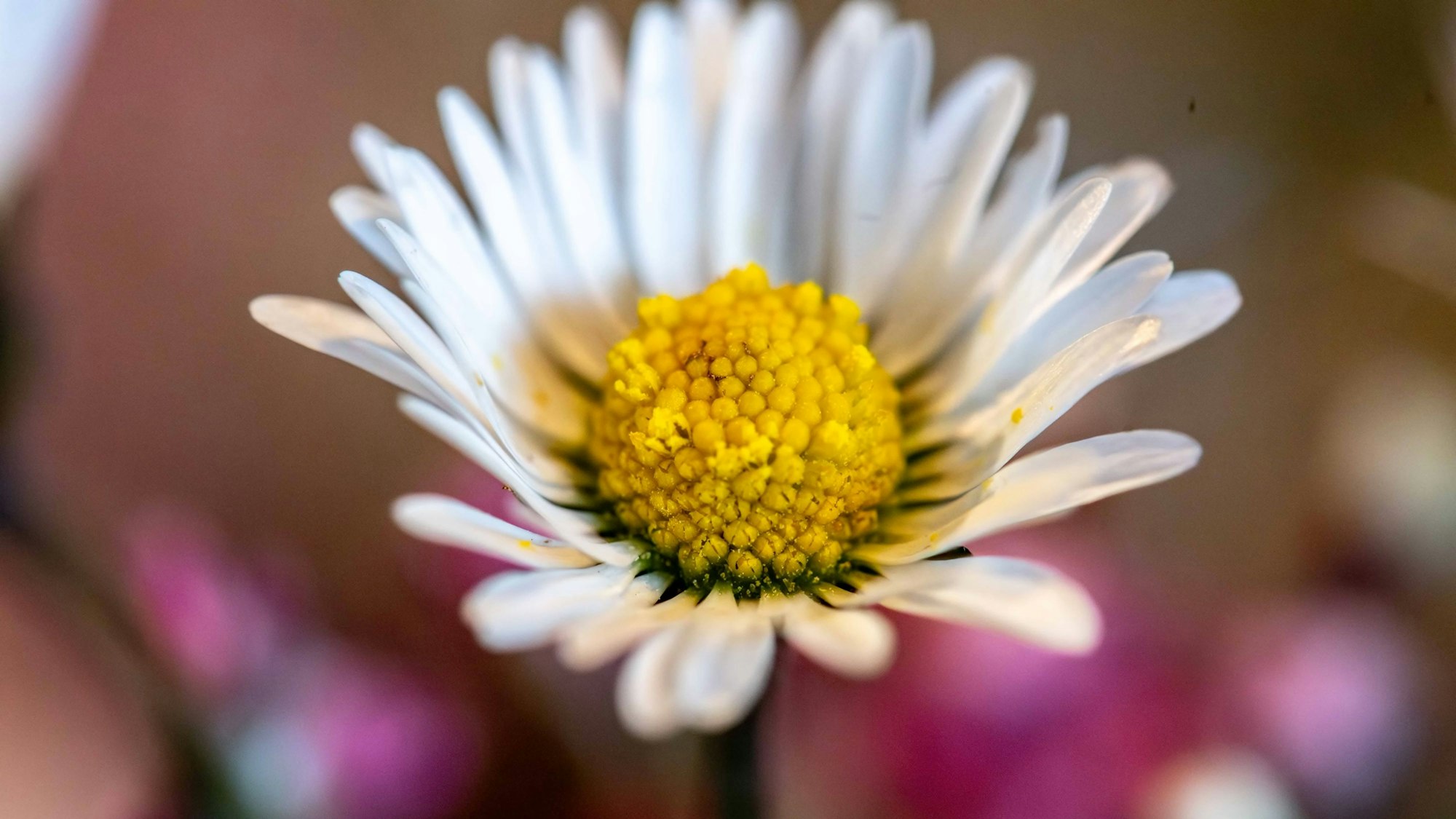 Das Symbolfoto zeigt ein Gänseblümchen.
