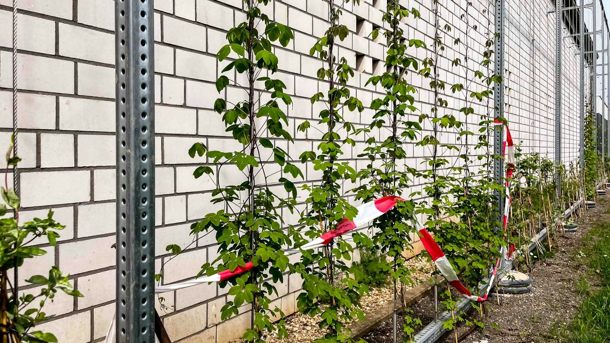 Das Bild zeigt die wachsende Fassadenbegrünung an der Rettungswache am Kreishaus.