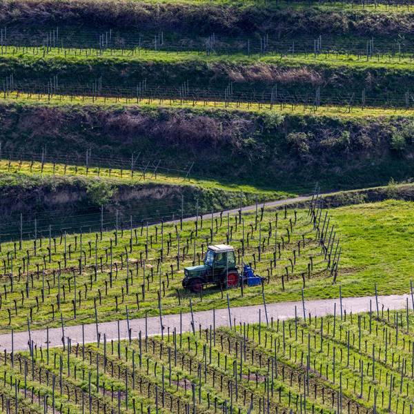 Ein Landwirt fährt mit einem schmalen Traktor durch die Weinreben.