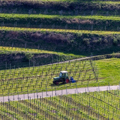 Ein Landwirt fährt mit einem schmalen Traktor durch die Weinreben.