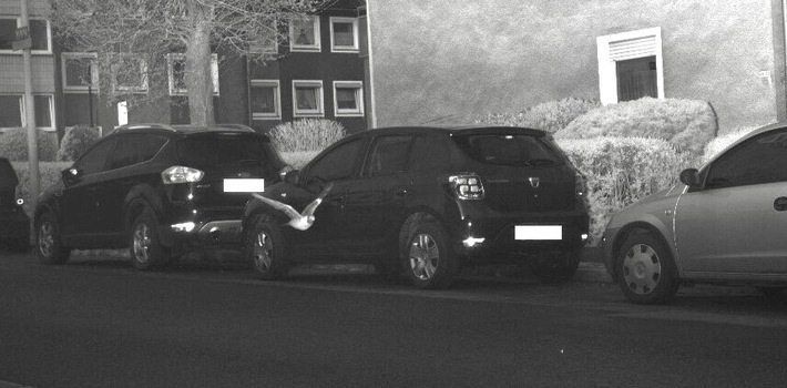 HANDOUT - 08.04.2024, NA, Hagen: Eine Taube fliegt durch eine Radarfalle der Polizei und löst den Fotomechanismus aus.