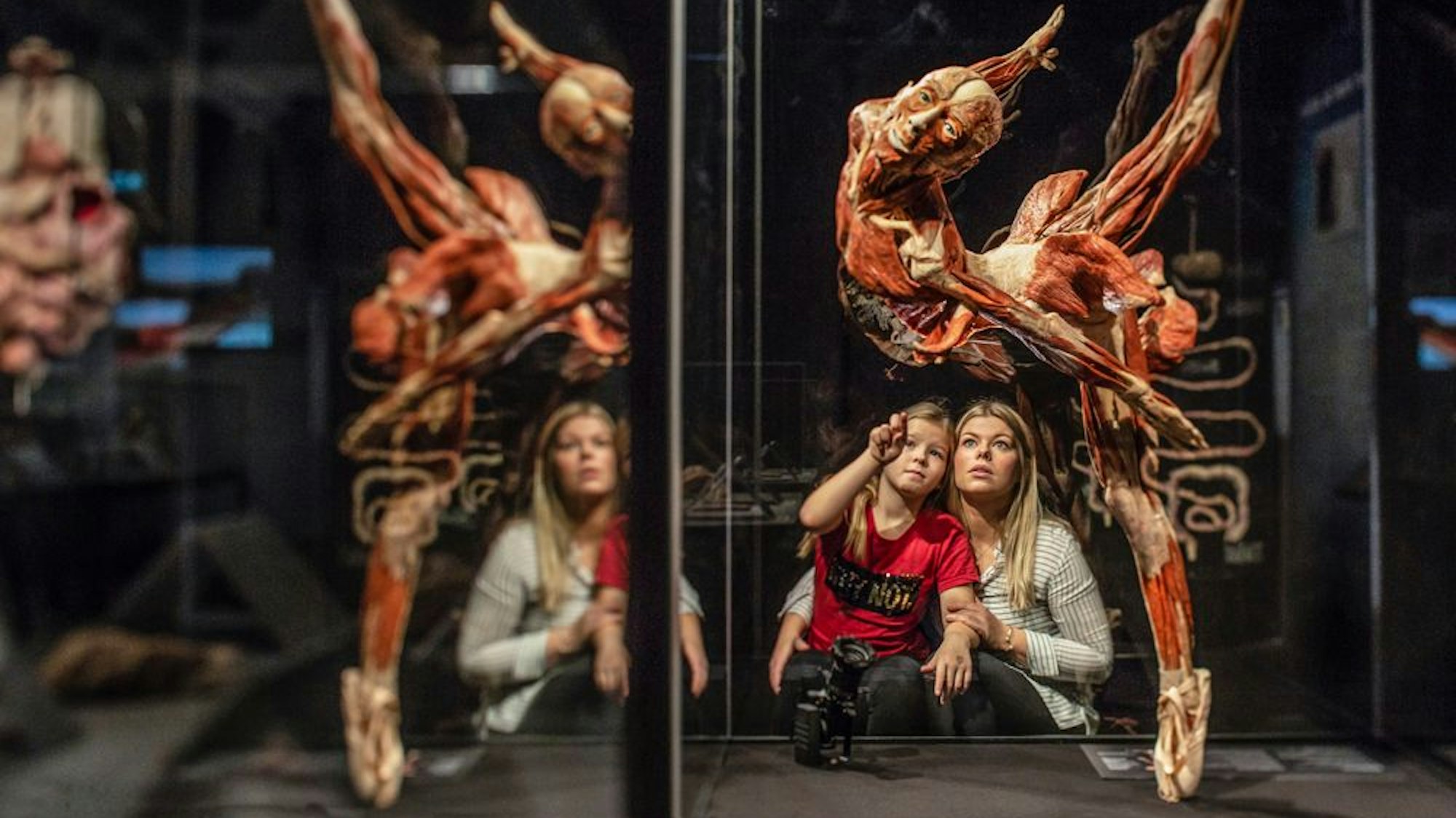 Die „Körperwelten“ kommen wieder nach Köln.