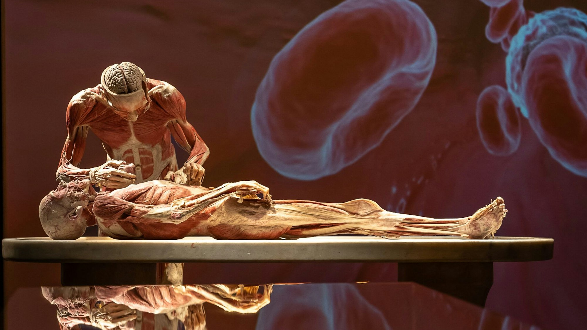 Die „Körperwelten“ kommen nach 2000 und 2009 zum dritten Mal nach Köln.