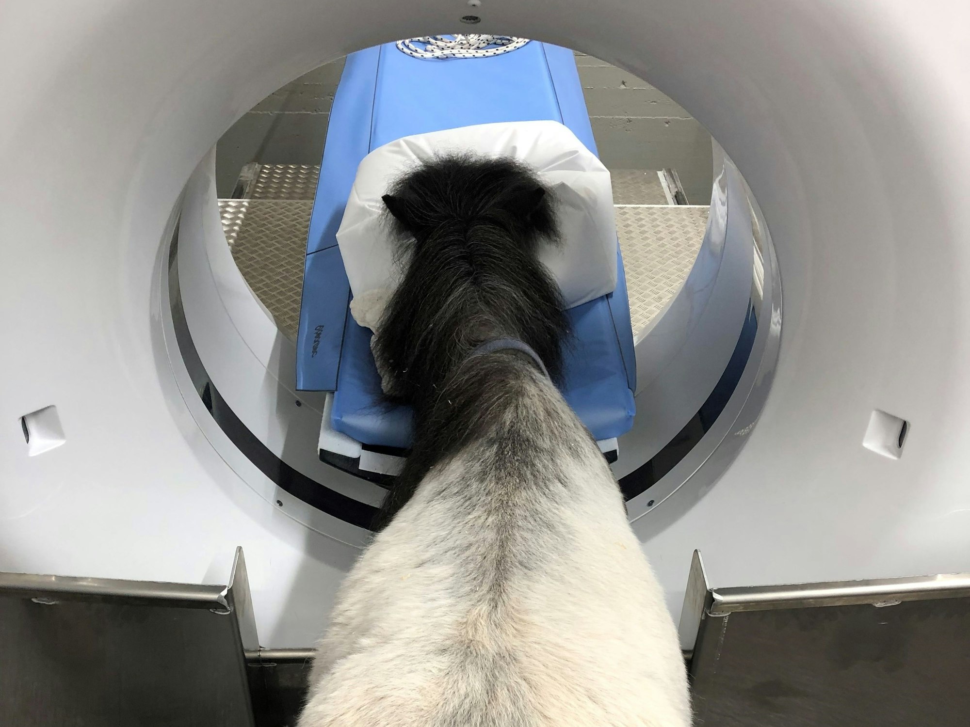 Ein Pony hält seinen Kopf in die runde Öffnung eines Computertomografen.
