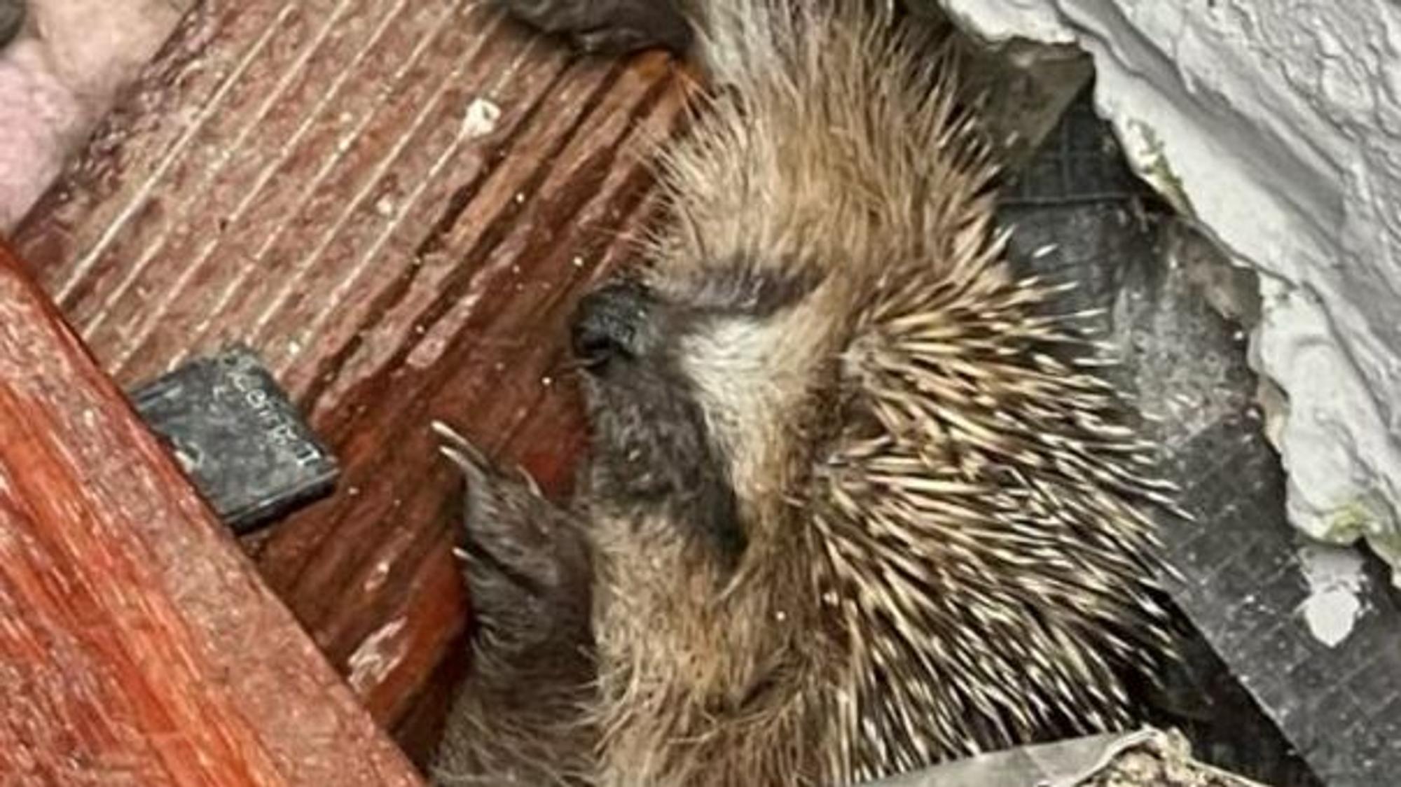 Das Bild zeigt einen Igel unter einer Holzplanke.