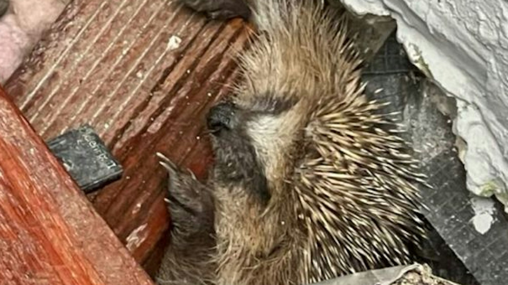 Das Bild zeigt einen Igel unter einer Holzplanke.
