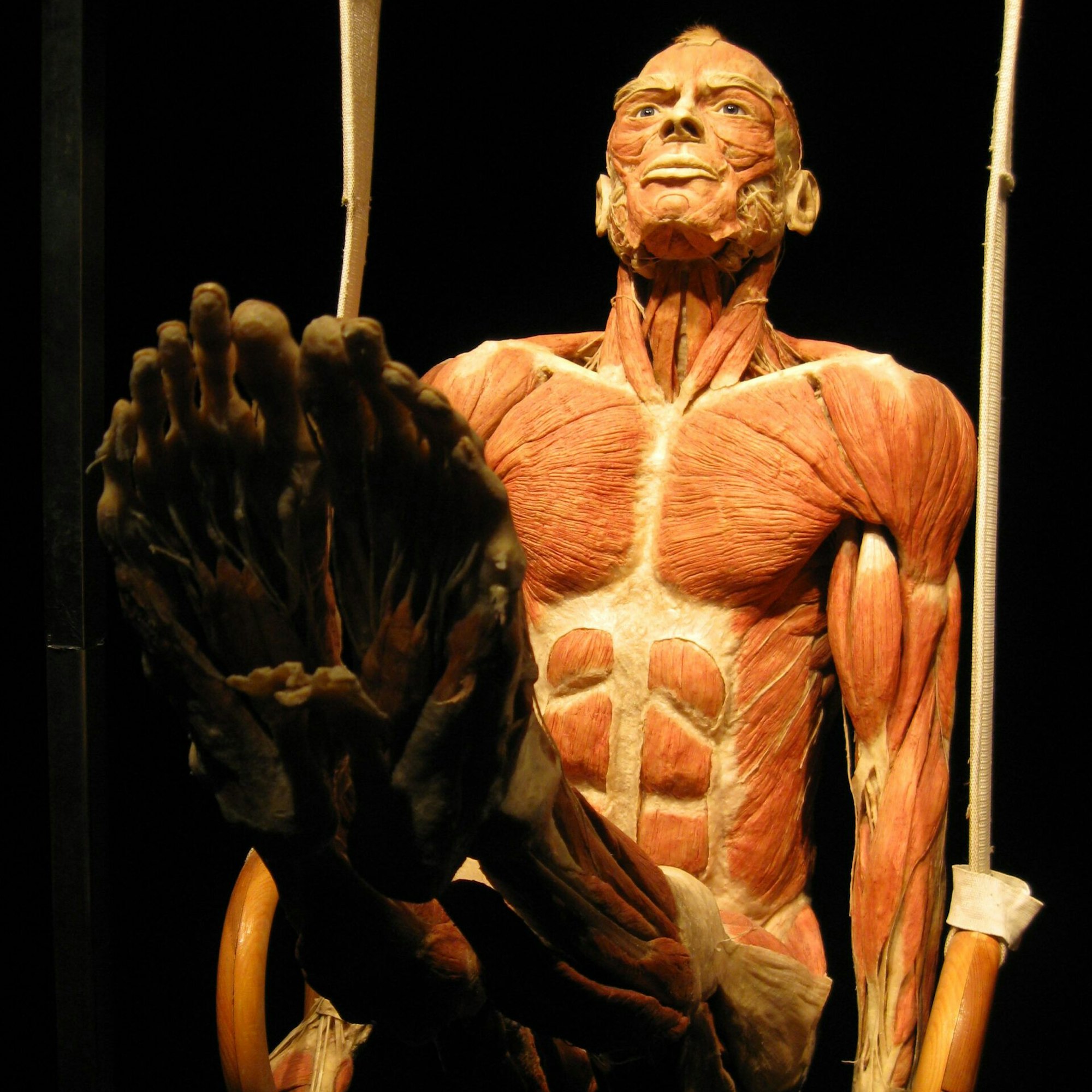 Der Ringgymnast in der Ausstellung der Körperwelten.