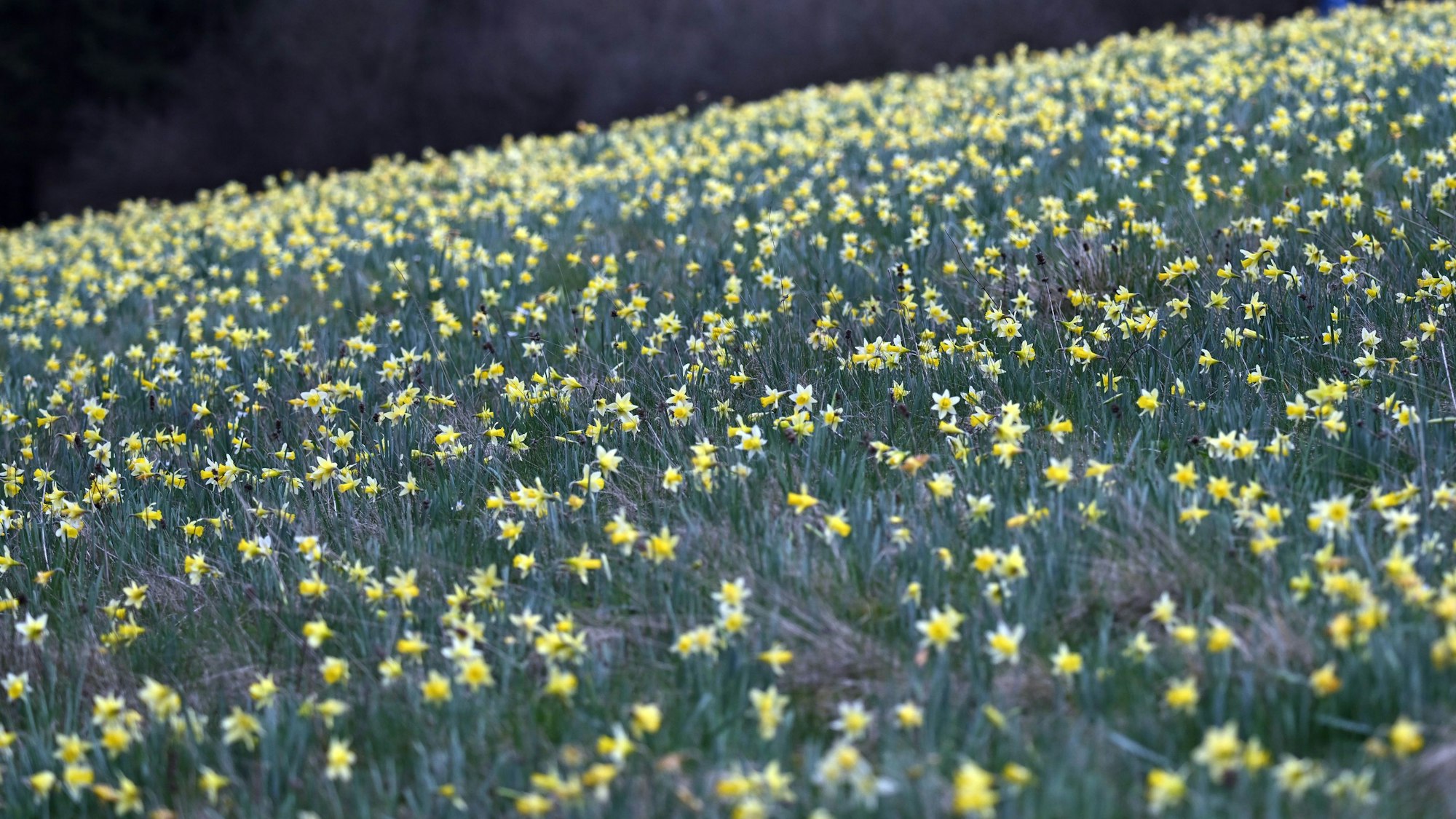 Narzissenwiese im Oleftal