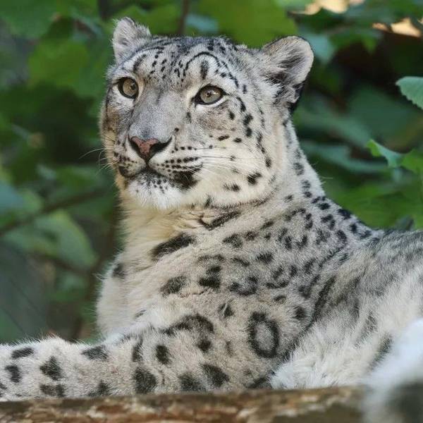 Zu sehen ist eine liegende Schneeleopardin im Wuppertaler Zoo.
