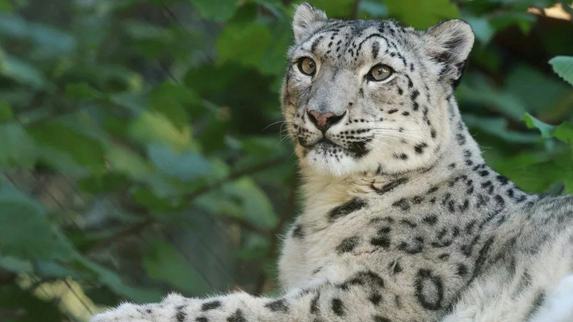 Zu sehen ist eine liegende Schneeleopardin im Wuppertaler Zoo.