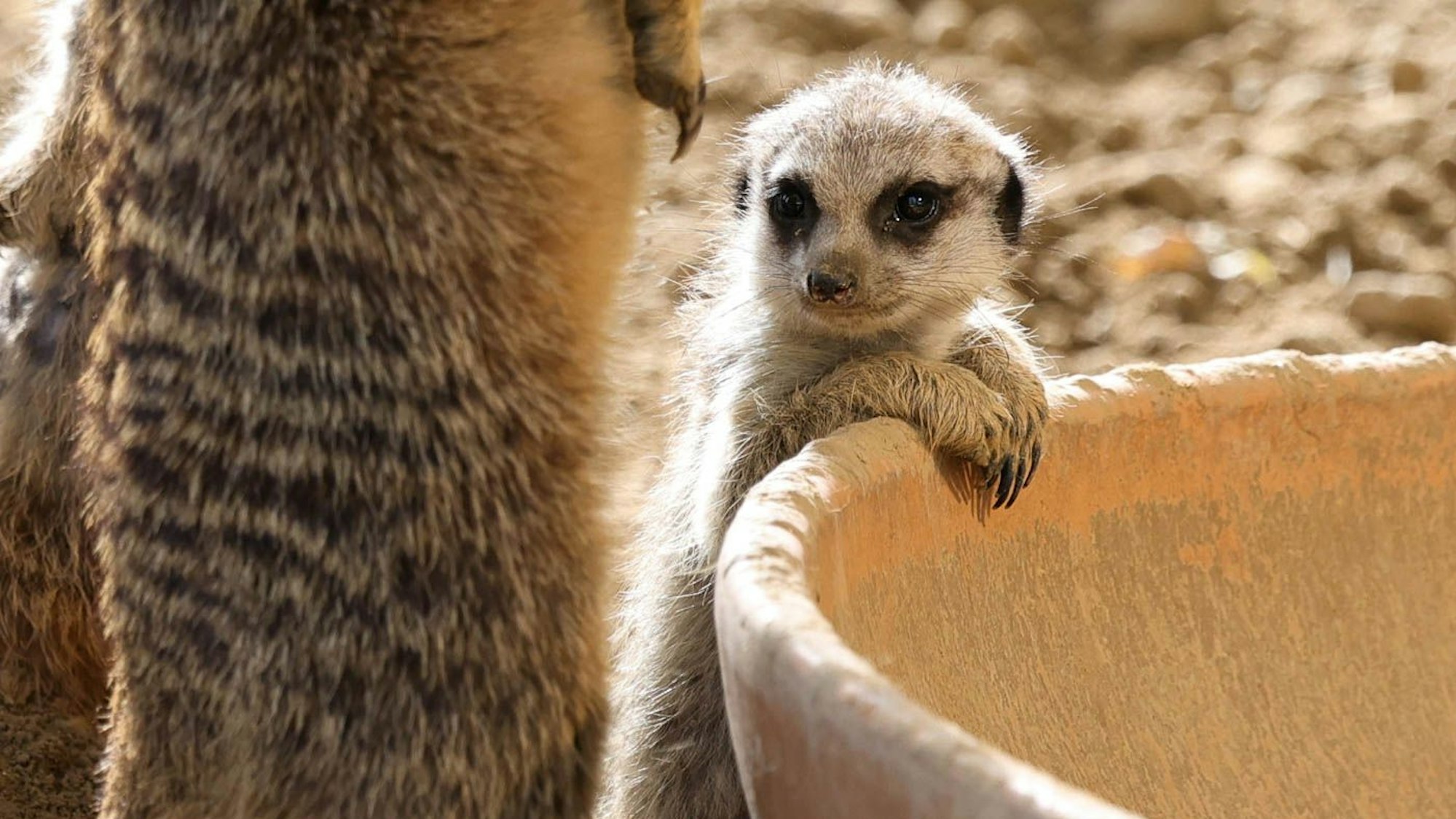 Ein Augenblick der Ruhe im aufregenden Leben eines der Kleinen.