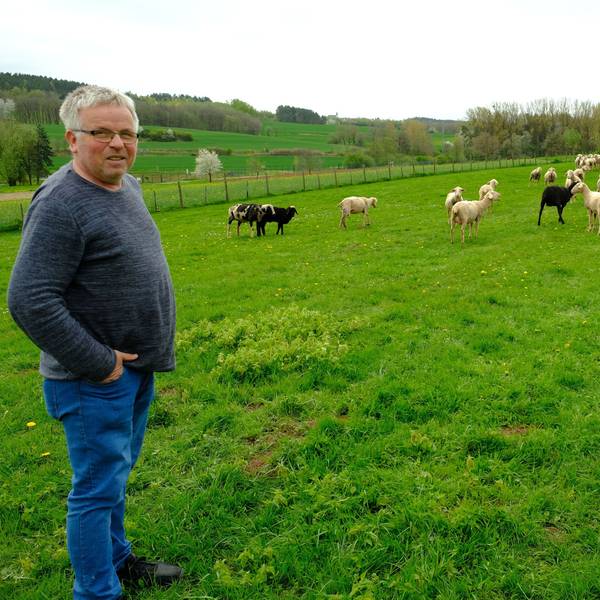 Landwirt Karl Josef Winter steht auf einer Weide, auf der einige seiner Merino-Landschafe grasen.