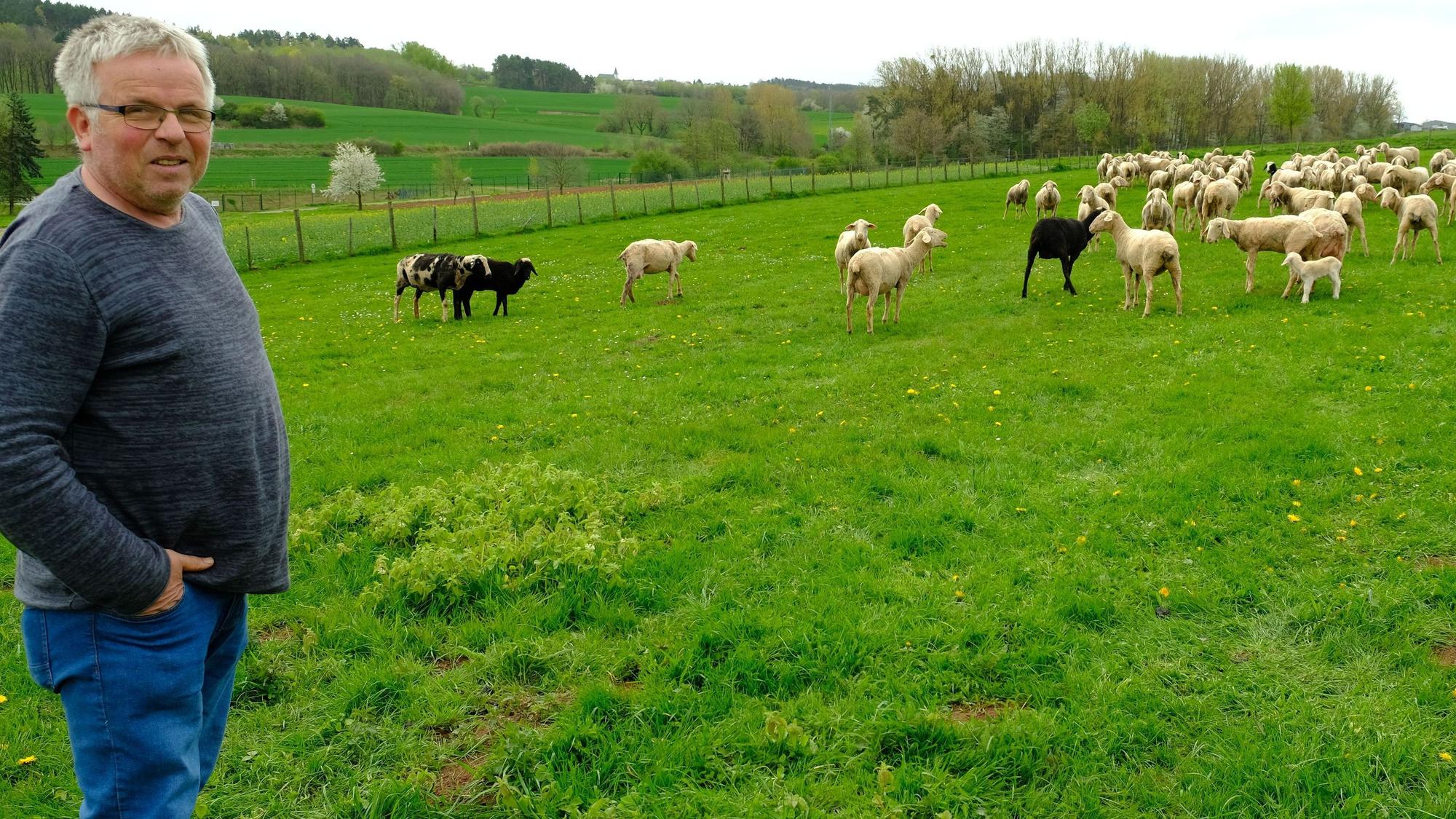 Landwirt Karl Josef Winter steht auf einer Weide, auf der einige seiner Merino-Landschafe grasen.