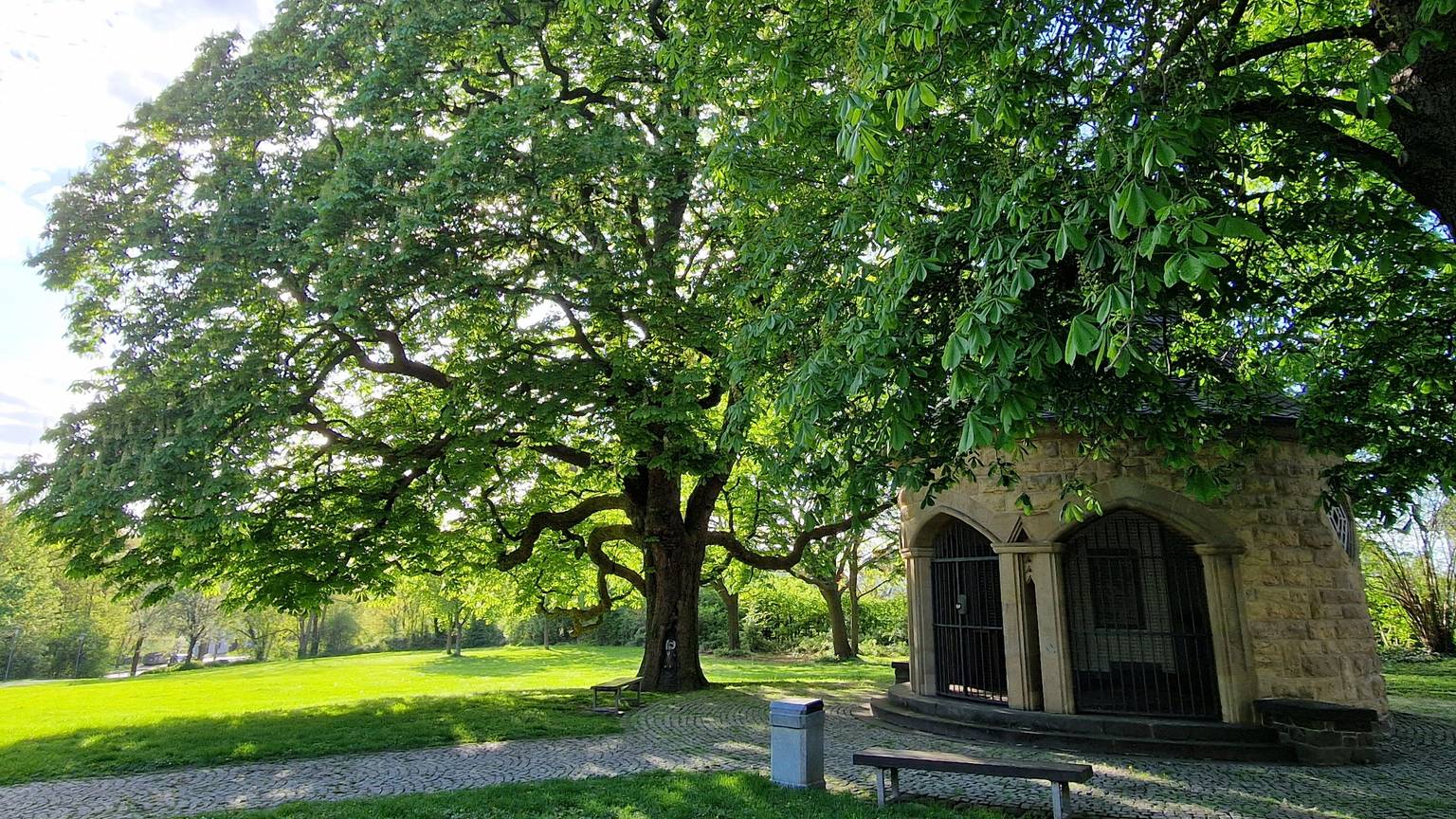 Die Plombierung zur Rettung der alten Kastanie an der Stephanuskapelle und die Bepflanzung des Grundstückes mit anderen Bäumen war 1974 die erste und noch heute sichtbare Aktion des Heimatvereins Meckenheim