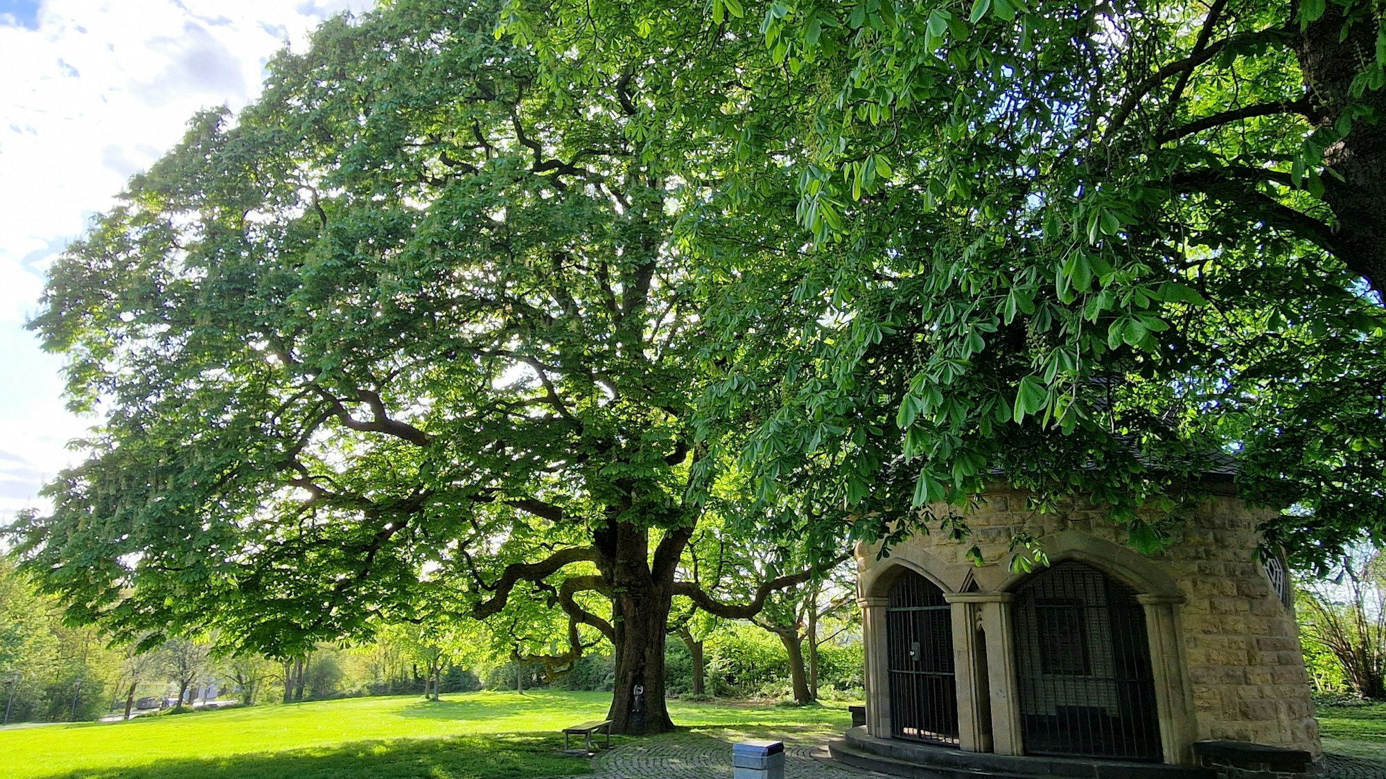 Die Plombierung zur Rettung der alten Kastanie an der Stephanuskapelle und die Bepflanzung des Grundstückes mit anderen Bäumen war 1974 die erste und noch heute sichtbare Aktion des Heimatvereins Meckenheim