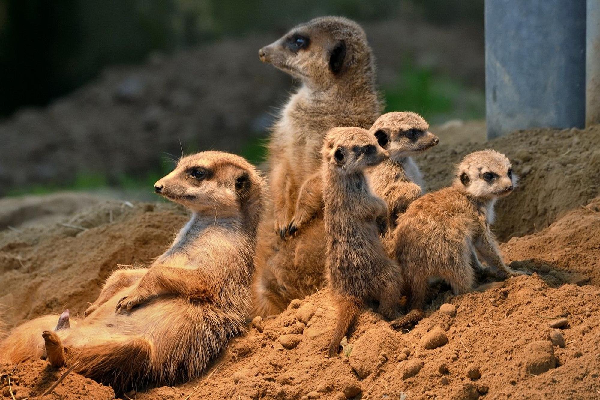 Die Erdmännchen mit ihren drei neuen Jungtieren.
