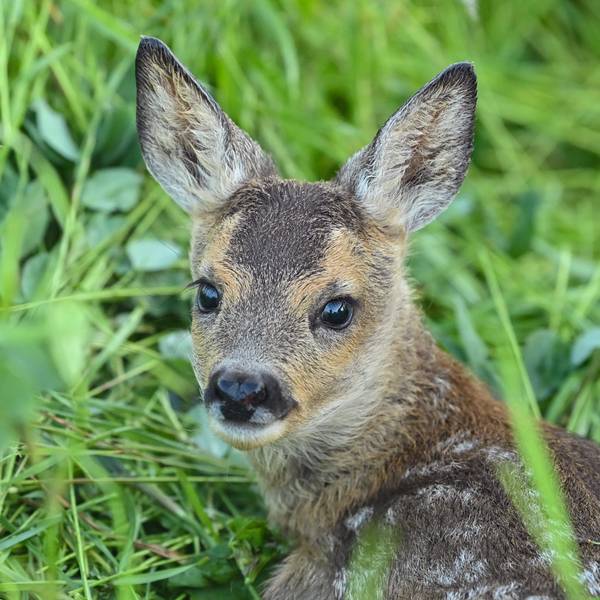 Ein Rehkitz liegt in einer Wiese.