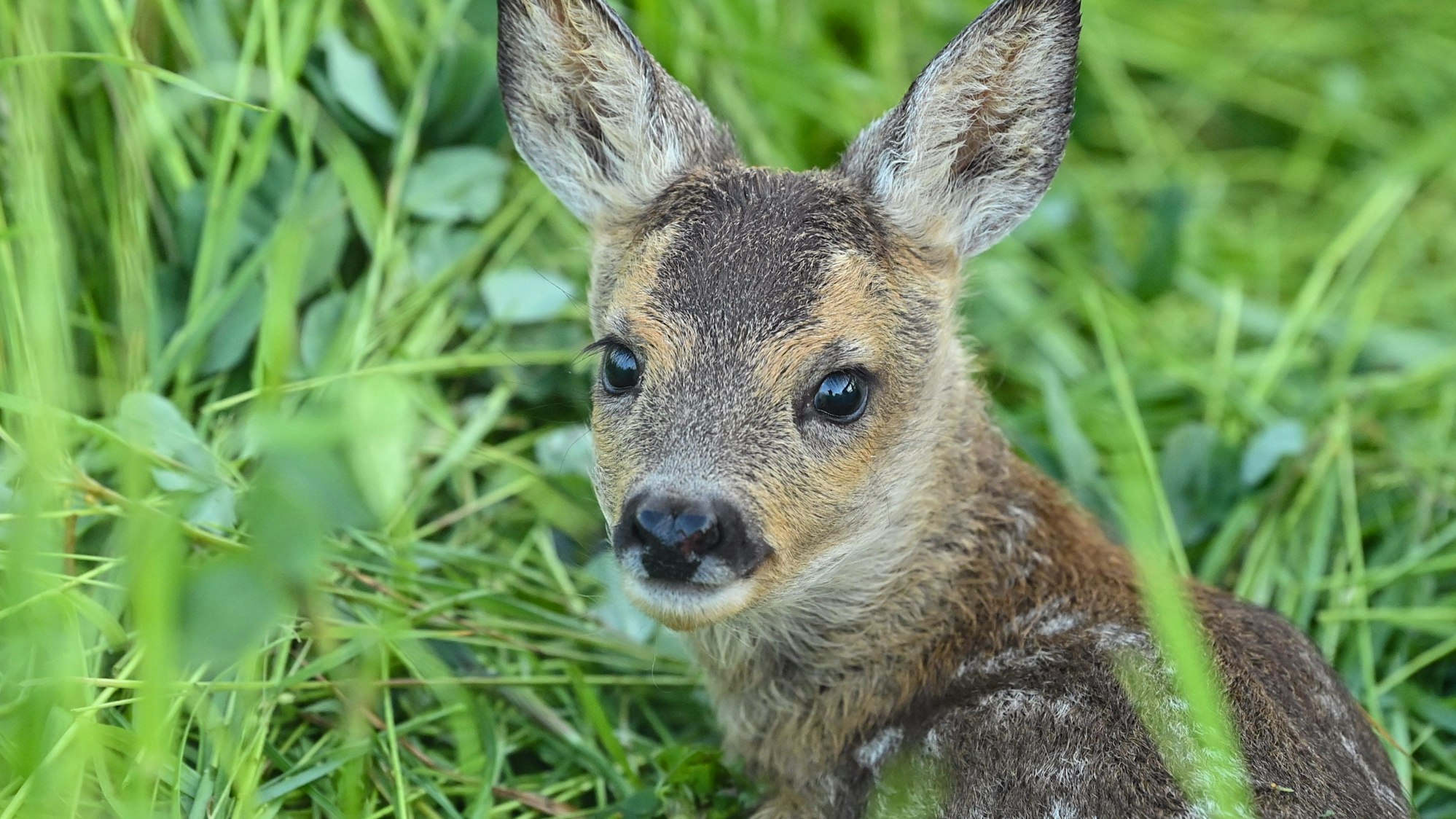 Ein Rehkitz liegt in einer Wiese.