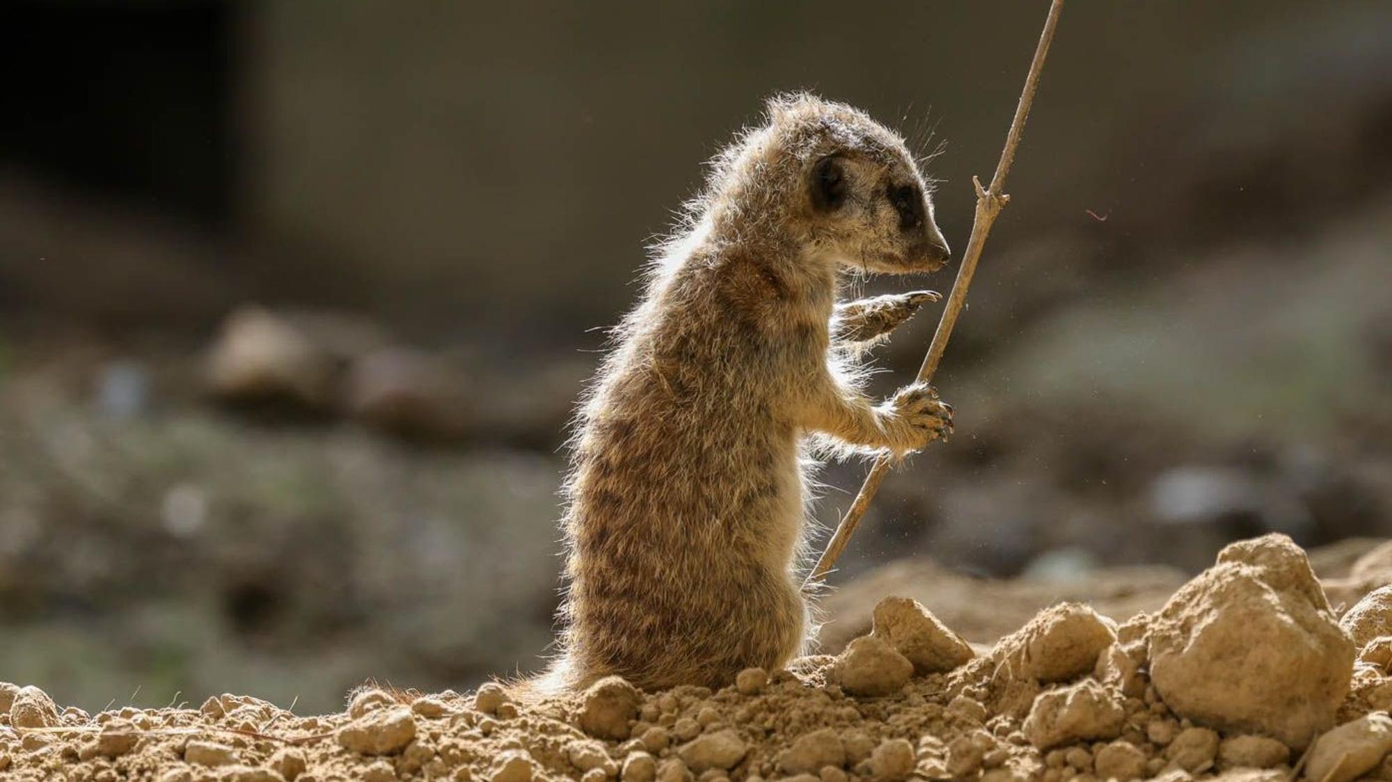 Alles ist spannend für die winzigen Raubtiere.