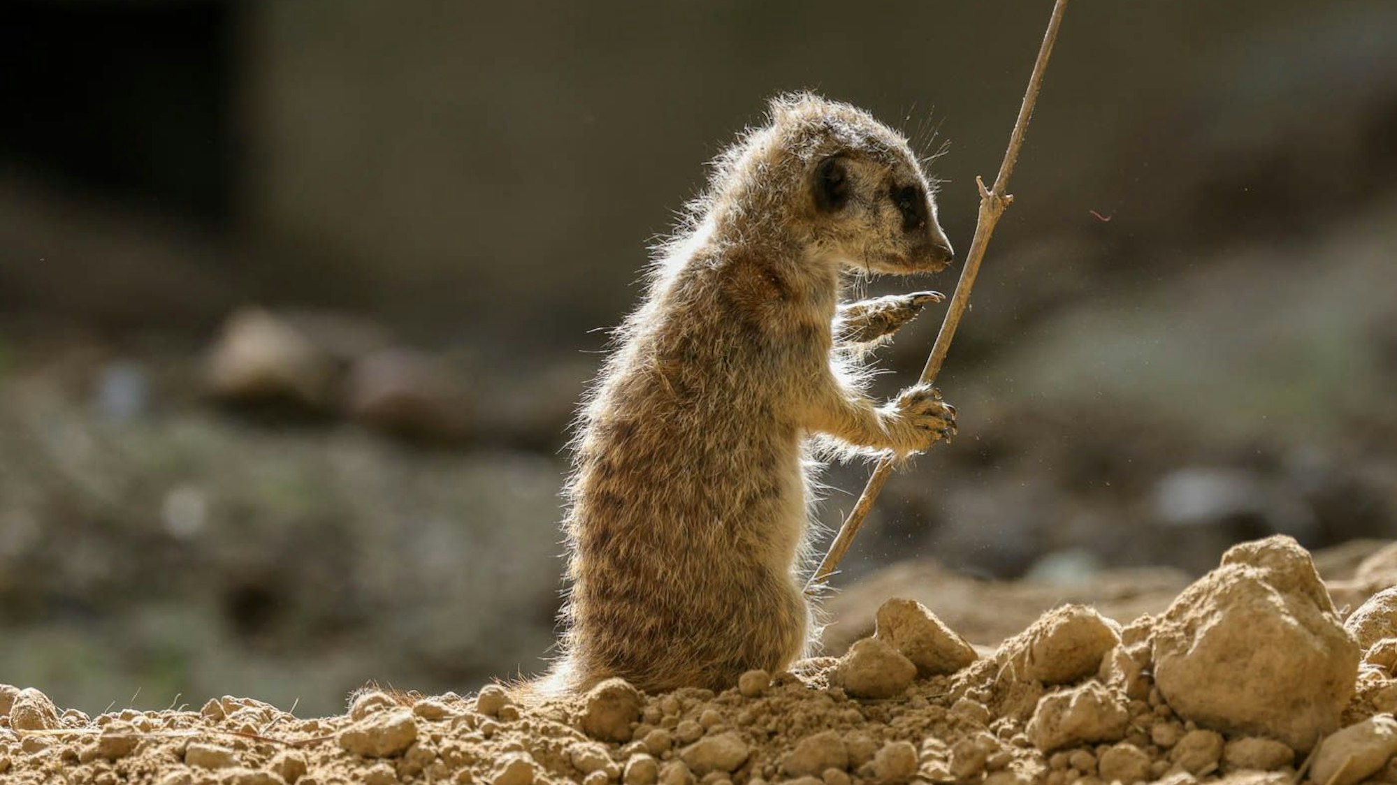 Alles ist spannend für die winzigen Raubtiere.