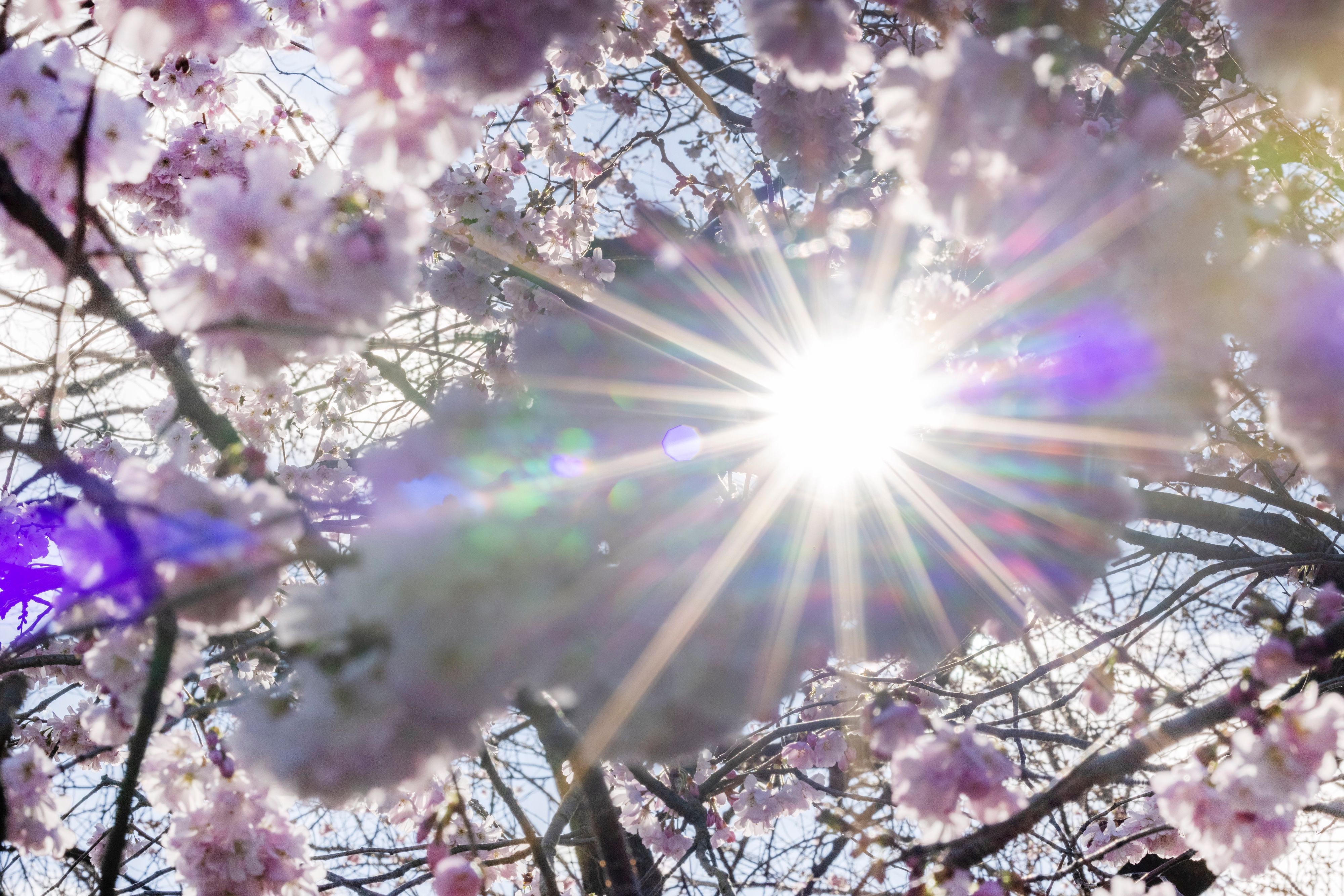 ARCHIV - 25.02.2024, Nordrhein-Westfalen, Bonn: Sonnenstrahlen scheinen durch die Blüten der Winterkirsche (Higankirsche). (zu dpa: «Bundesamt warnt vor erhöhter UV-Strahlung am Wochenende») Foto: Thomas Banneyer/dpa +++ dpa-Bildfunk +++