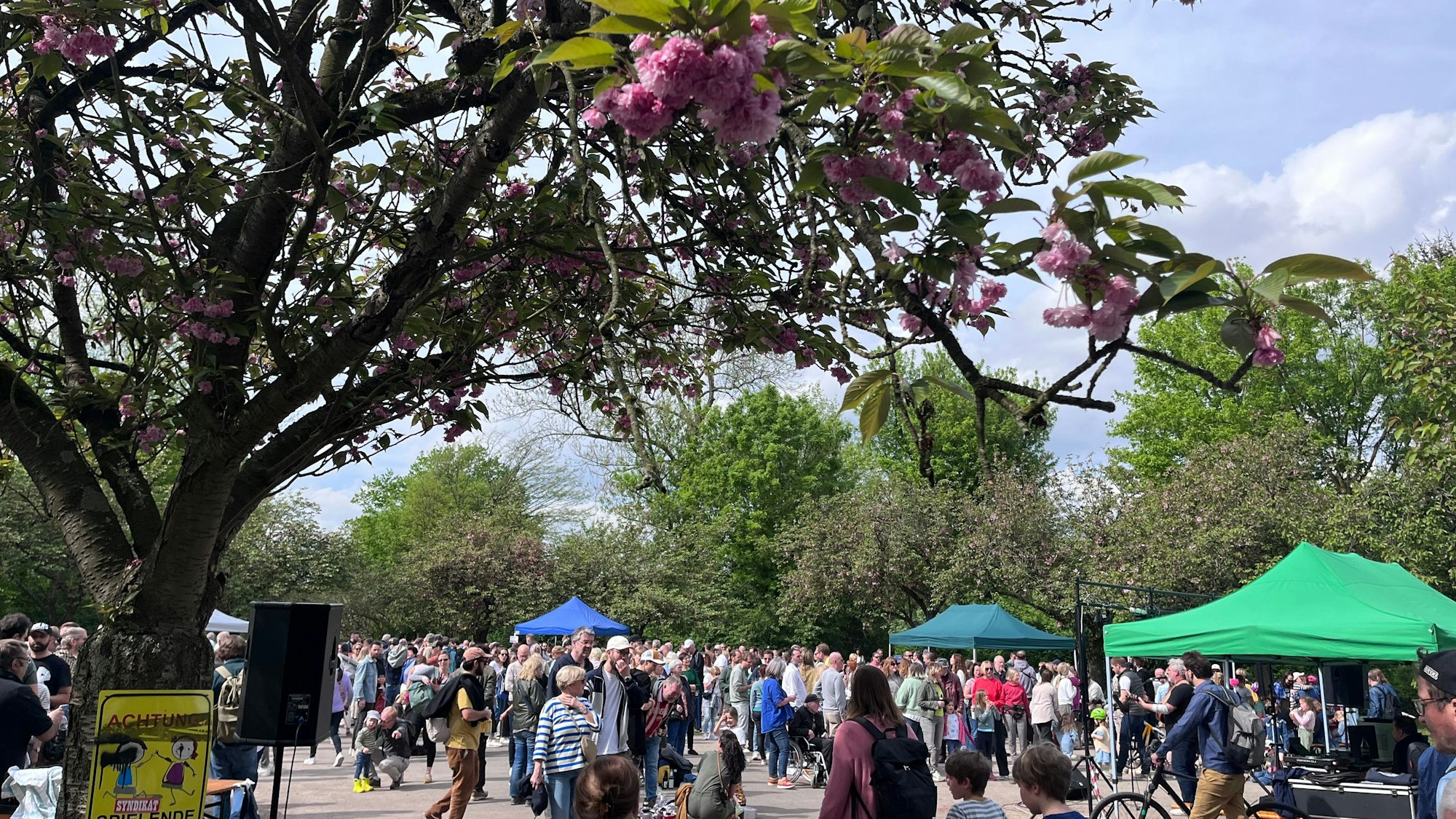 Die rosa Pracht und das Wetter sorgen auf dem zweiten Lindenthaler Kirschblütenfest für Frühlingsgefühle.