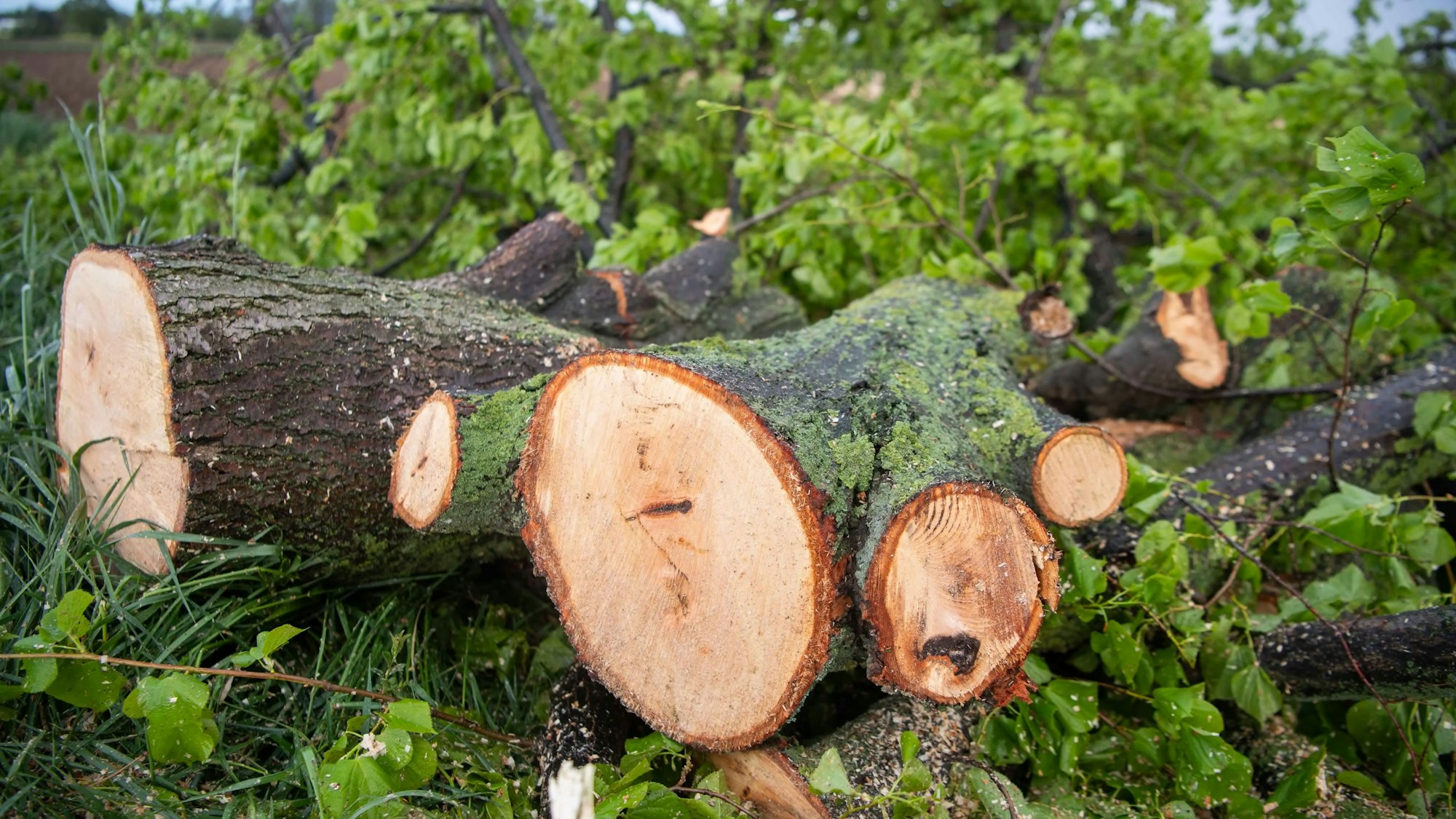 Das Bild zeigt einen zersägten Baum.