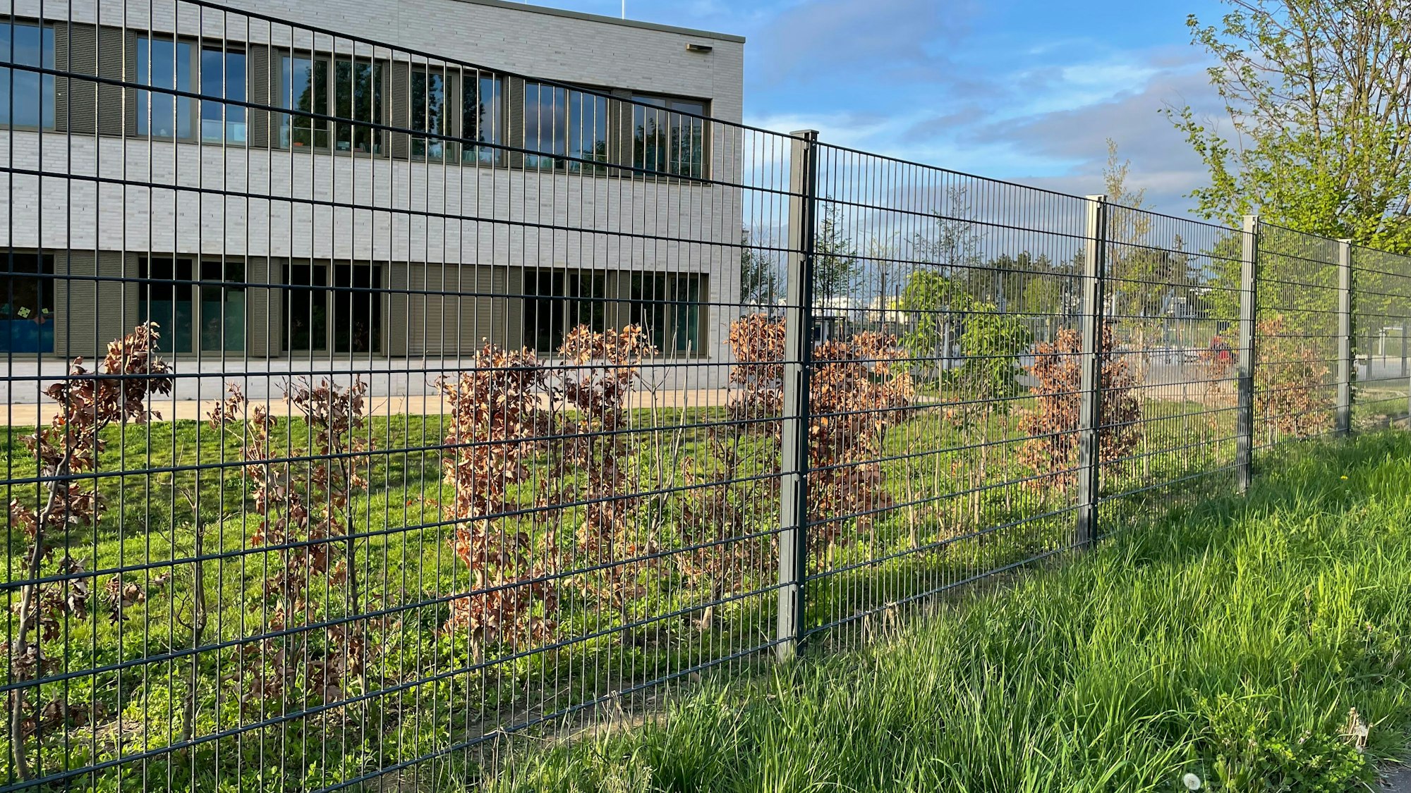Hinter dem Zaun der EMA wurde nun eine Reihe Buchensträucher gepflanzt.