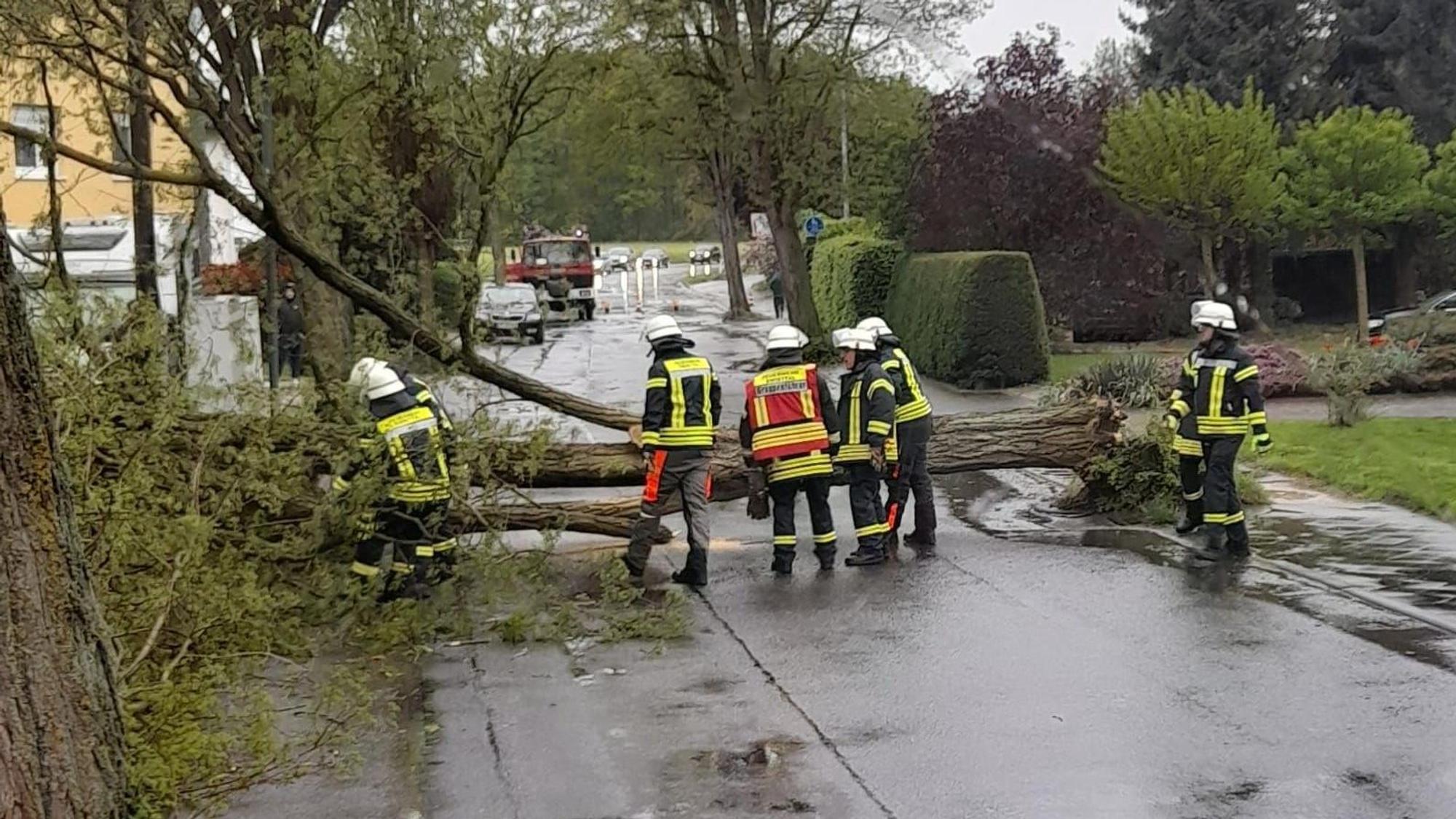 Ein Baum blockierte die Straße in Buschhoven.