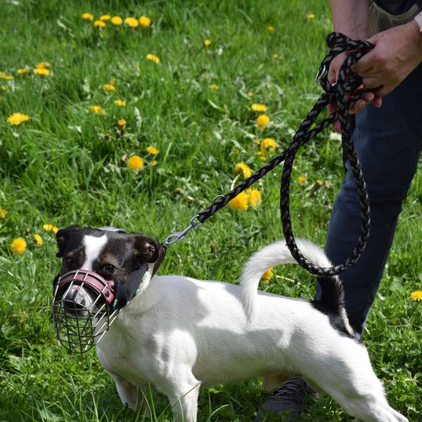 Ein kleiner Hund trägt einen Maulkorb.