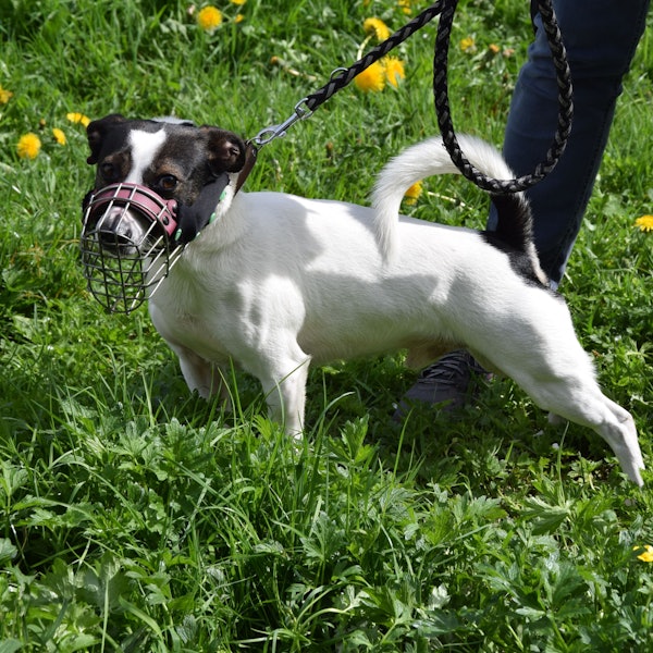 Ein kleiner Hund trägt einen Maulkorb.