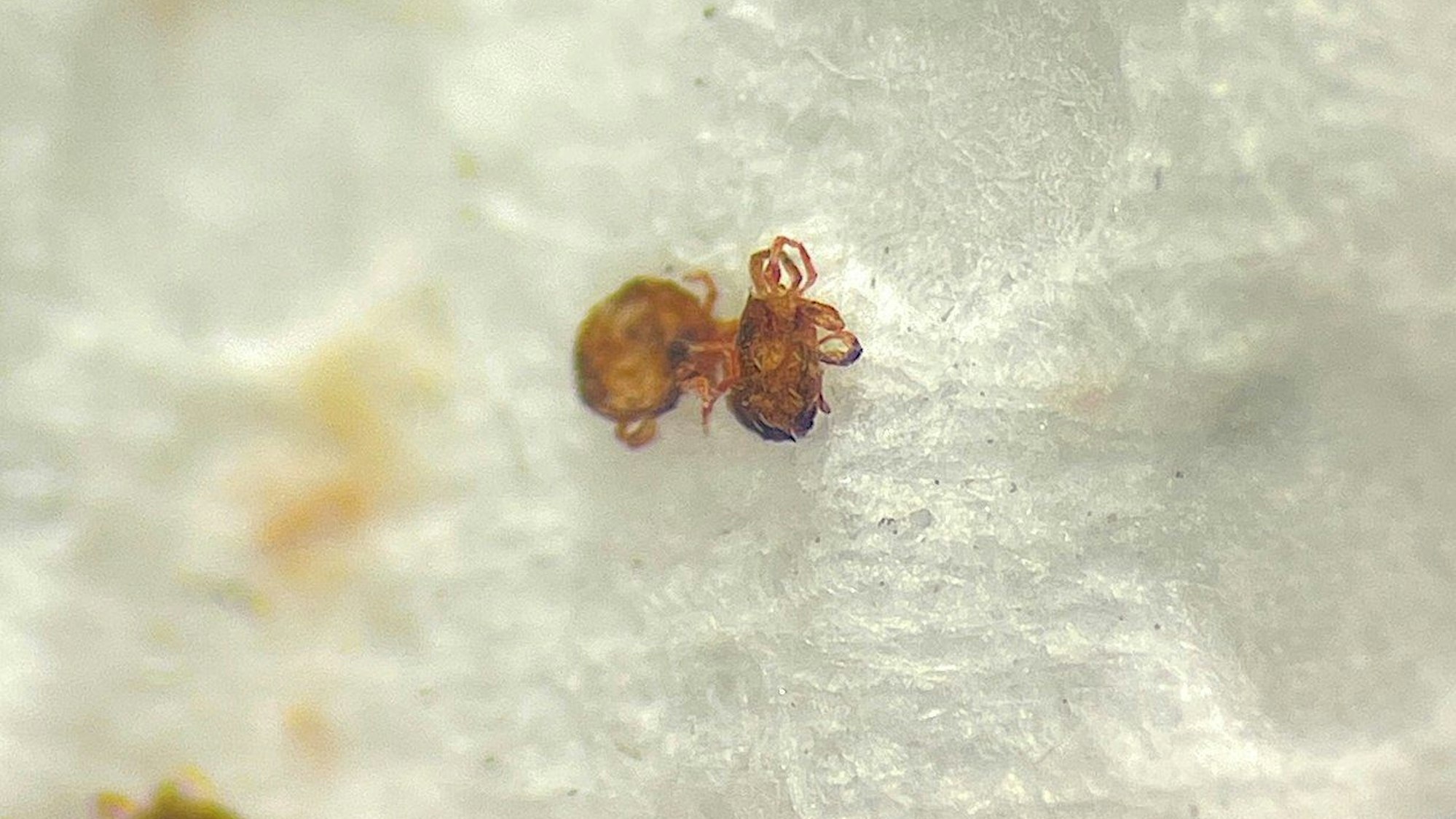 Milben sorgten im vergangenen Monat in einer Kapelle für Aufsehen.