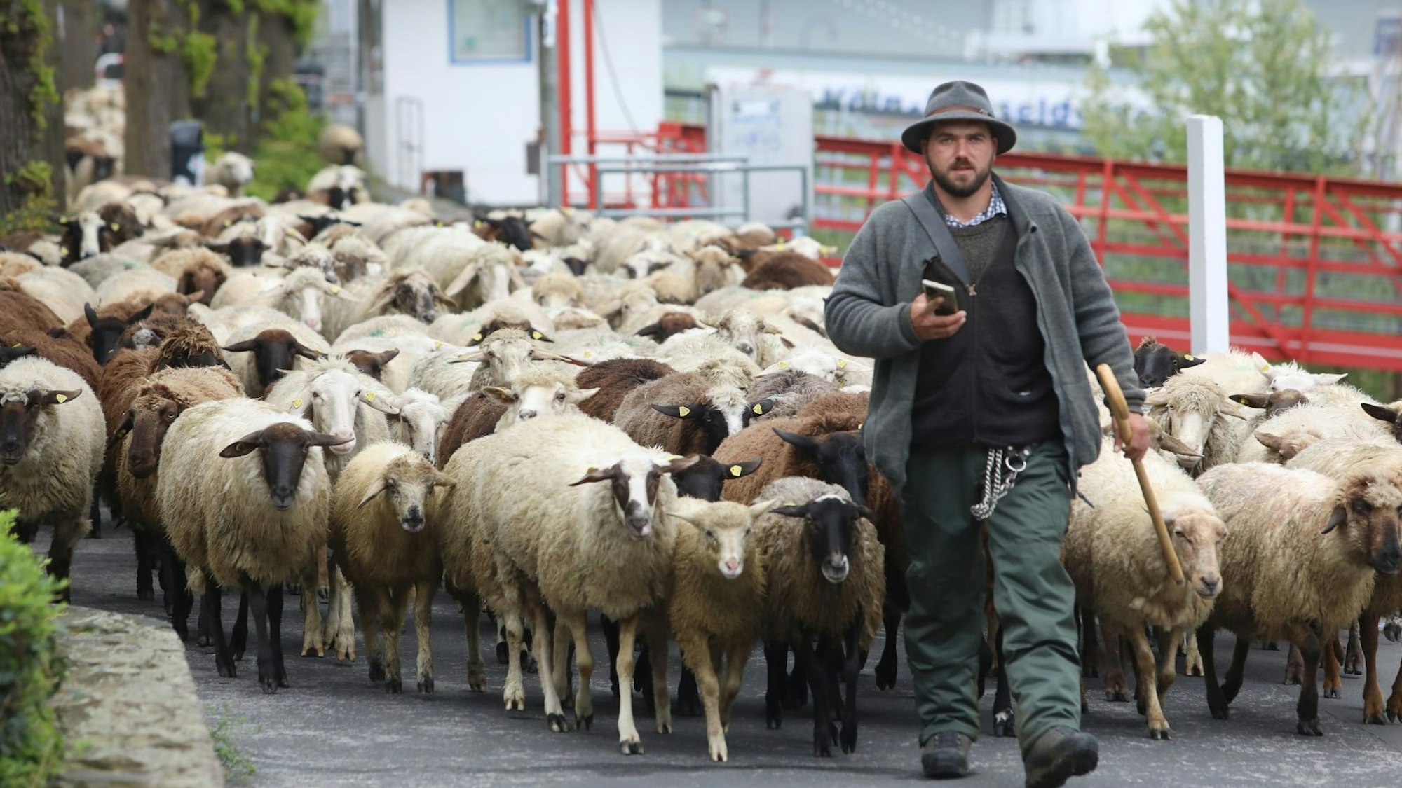Ein Mann mit Stock und Hut führt eine Herde von Schafen und Ziegen an.