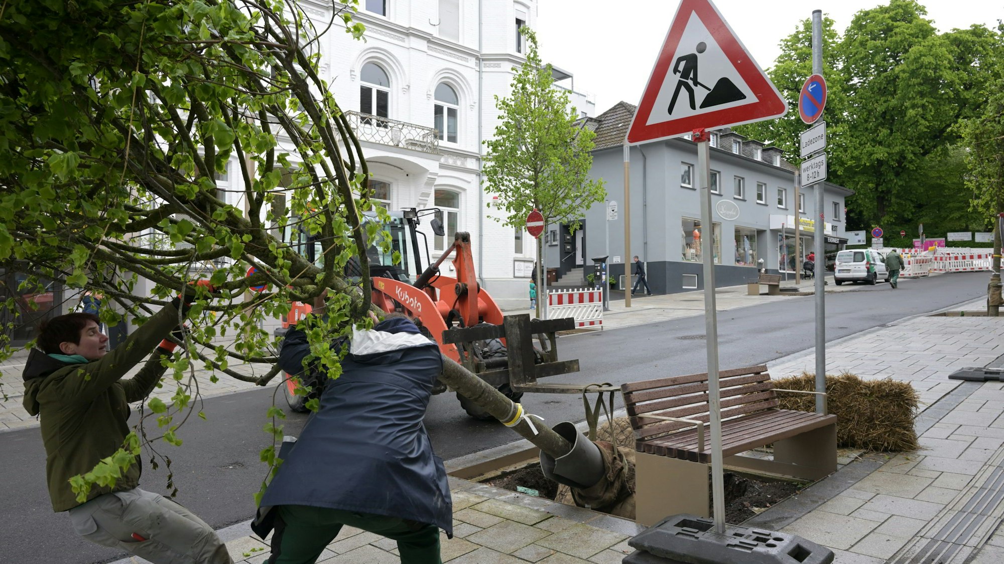Der Baumstamm ist an einen Radlader angebunden. Zwei Männer stemmen die Baumkrone hoch, um die Linde aufzurichten.