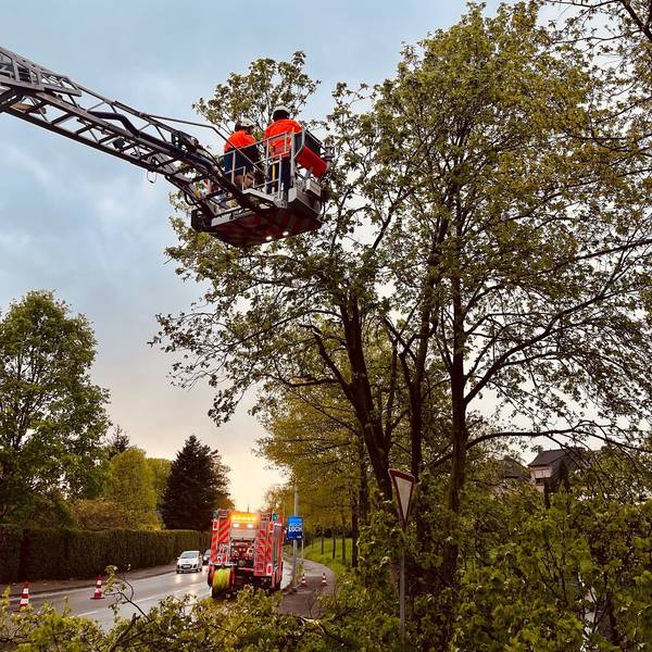 Zwei Feuerwehrleute sägen vom Korb einer Drehleiter aus Äste ab.