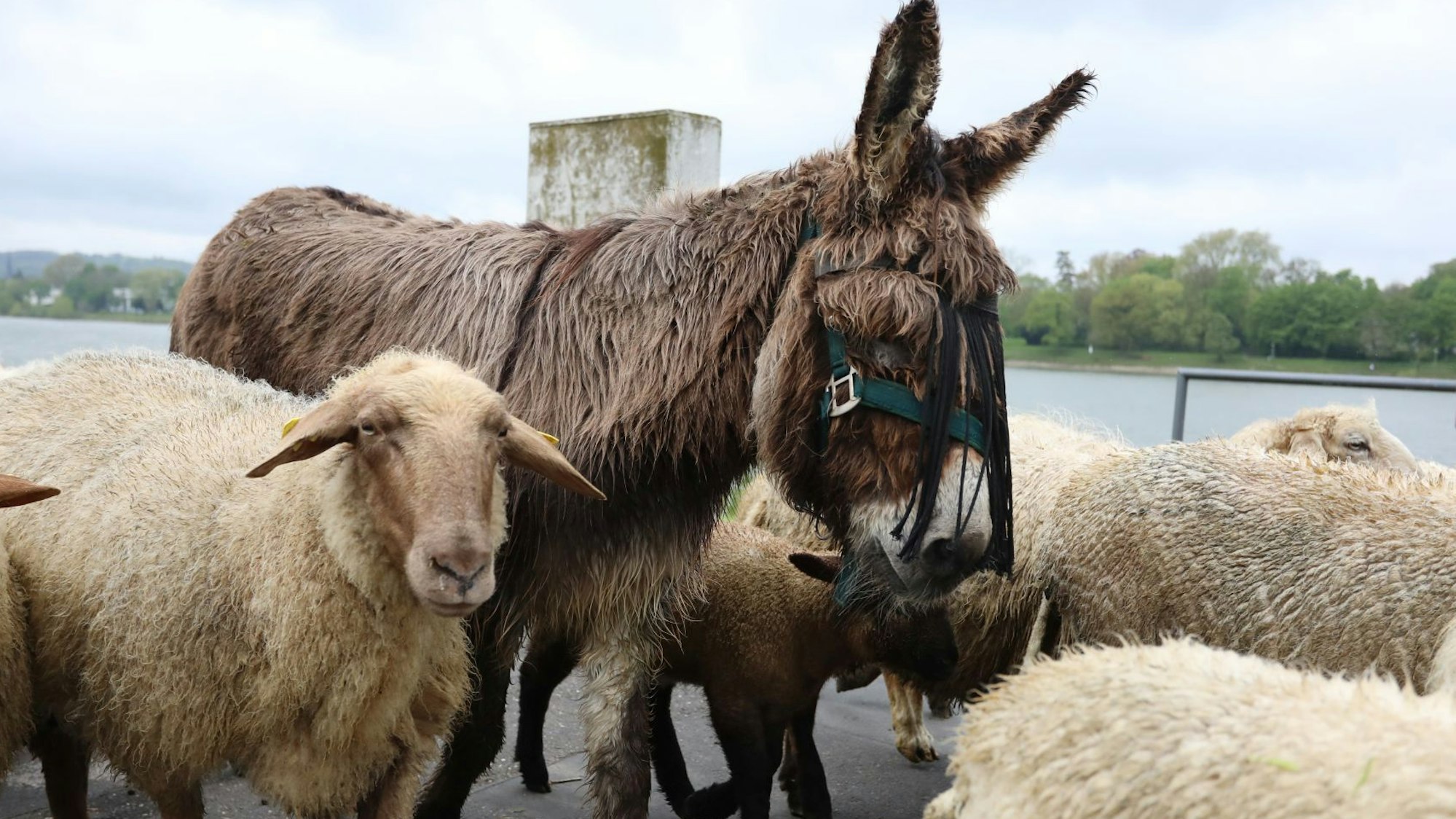 Ein brauner Esel steht zwischen mehreren Schafen.