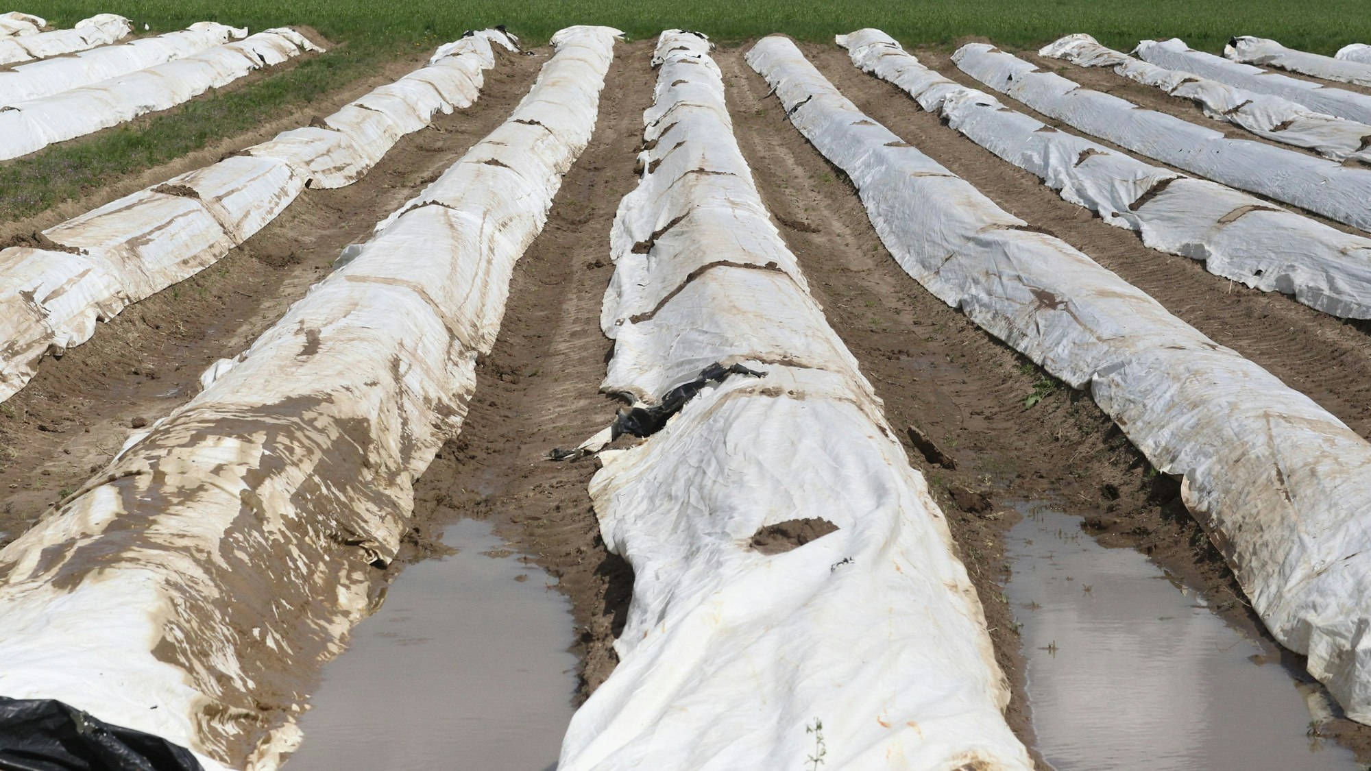 Spargel von der Familie Trimborn von Gut Schiefelbusch auf dem Feld in Siegburg-Braschoss.
Juniorchef Andreas Brschoss im Spargelfeld in Siegburg-Braschoss, wo allerdings erst in drei Wochen mit der Ernte begonnen wird. Der Spargel ist vom Feld in Brück vom frühen Feld, das 200 Meter niedriger liegt.