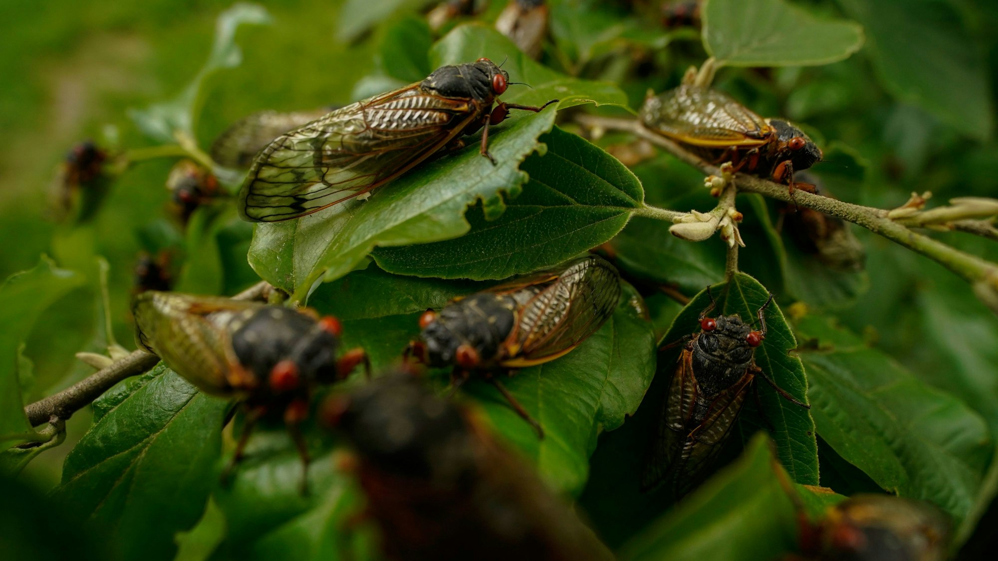 Ausgewachsene Zikaden sitzen auf einer Pflanze.