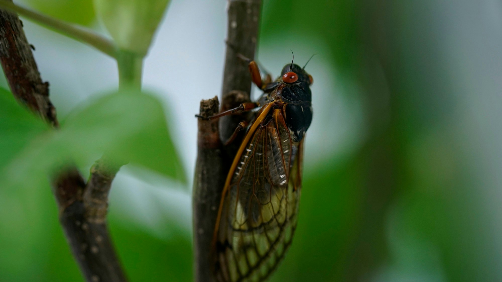 Eine „17-Jahr-Zikade“ sitzt an einem Ast.
