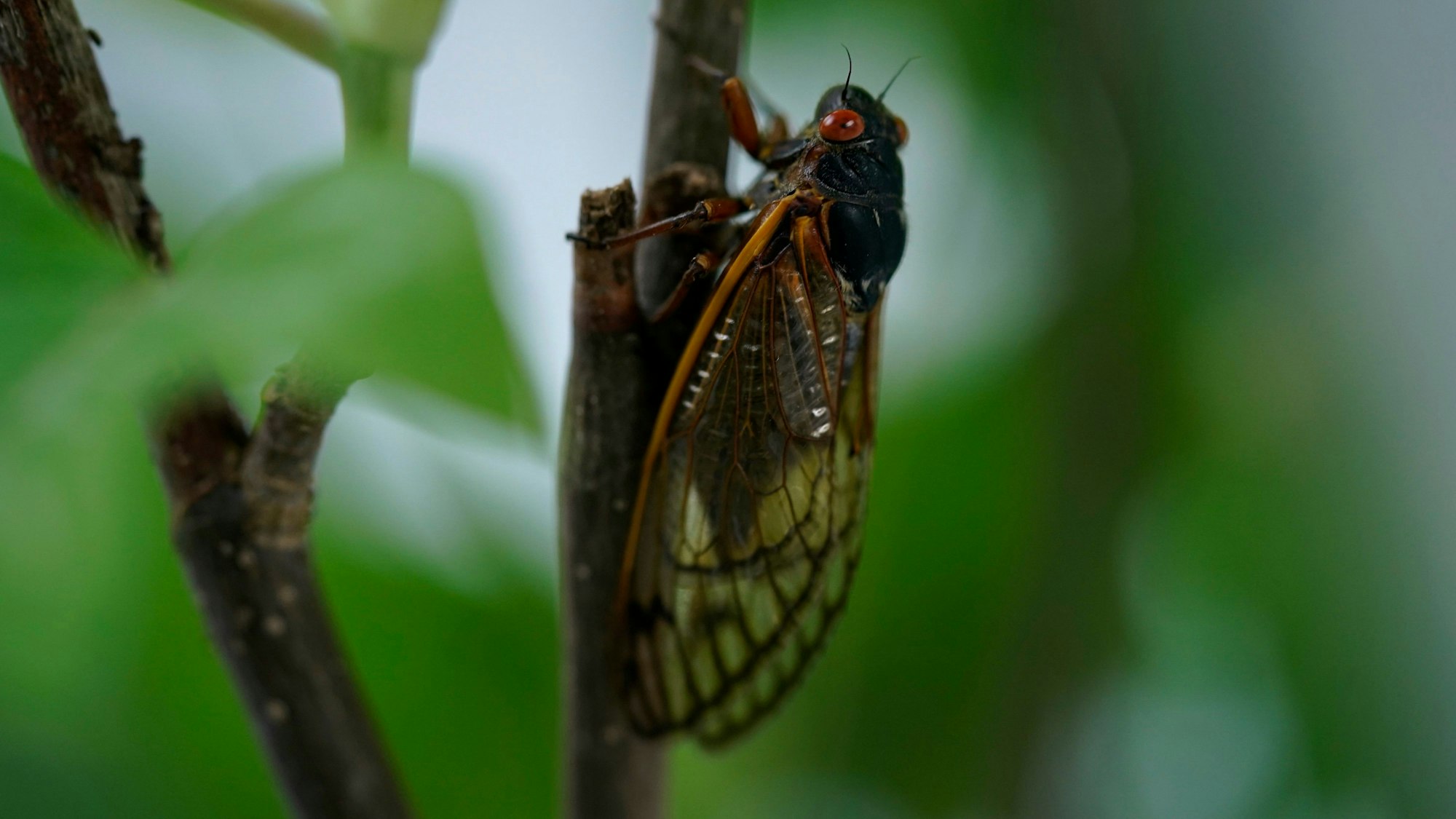 Eine „17-Jahr-Zikade“ sitzt an einem Ast.